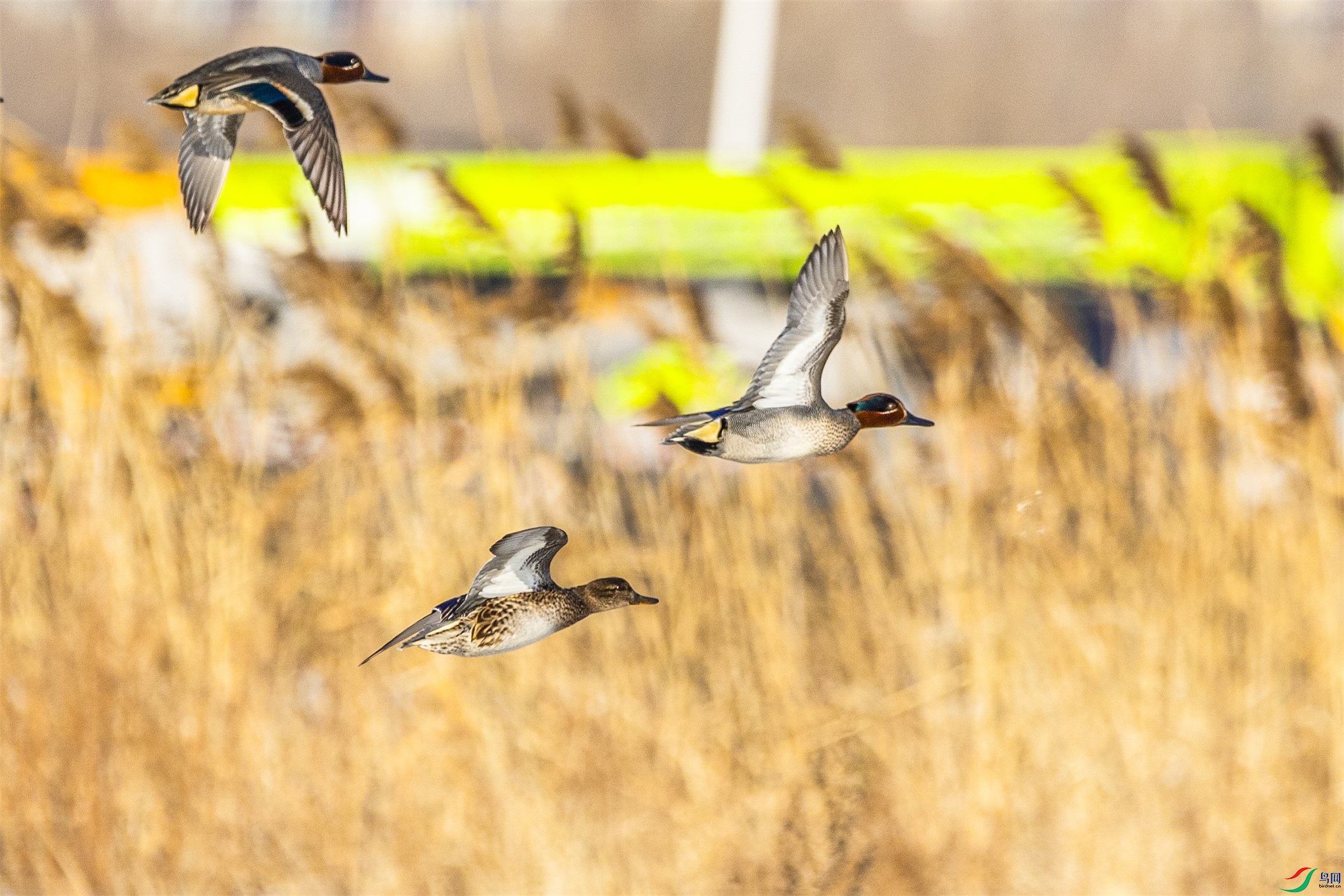 1K3A7495 ����1.jpg