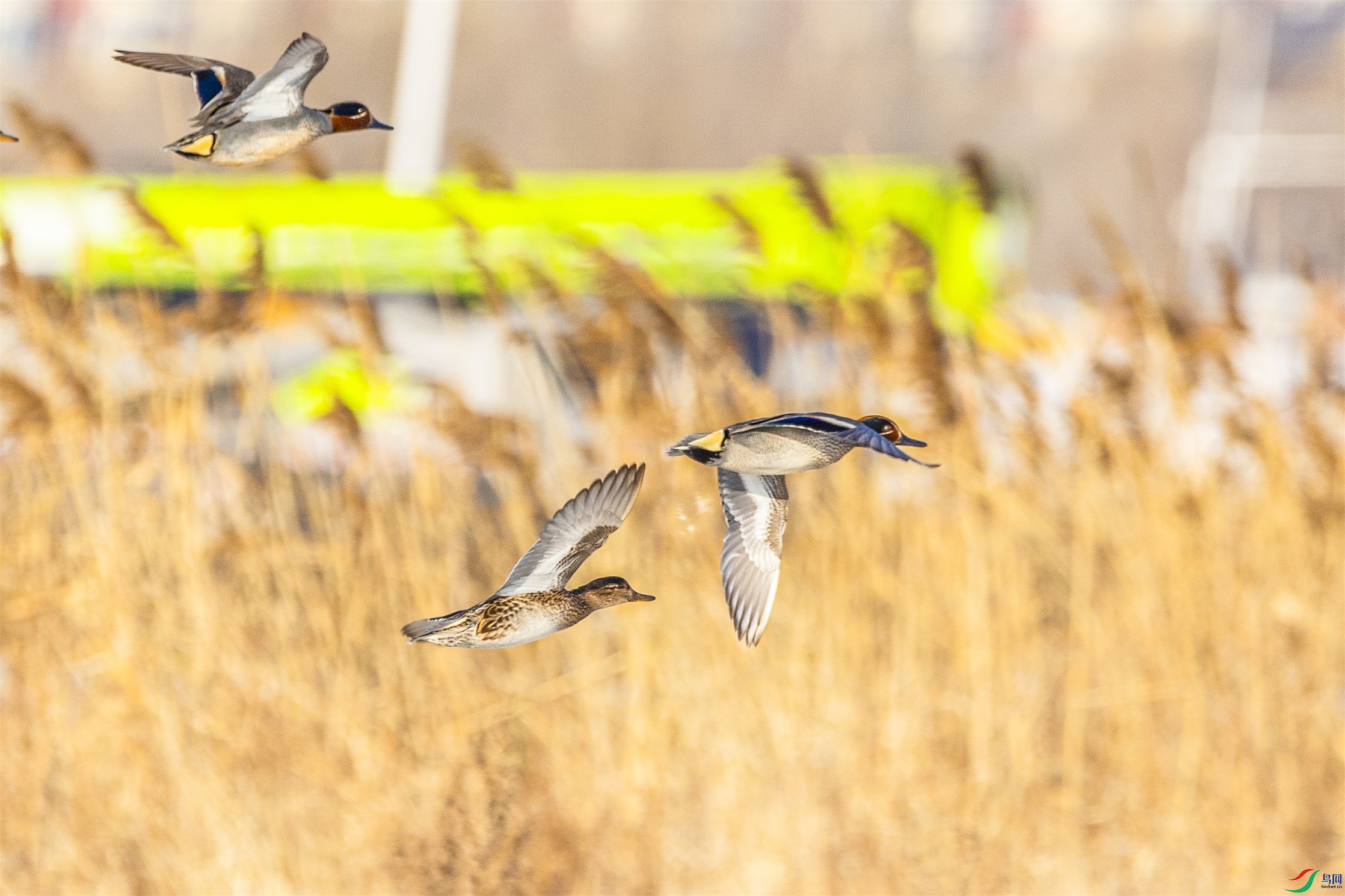 1K3A7496 ����1.jpg