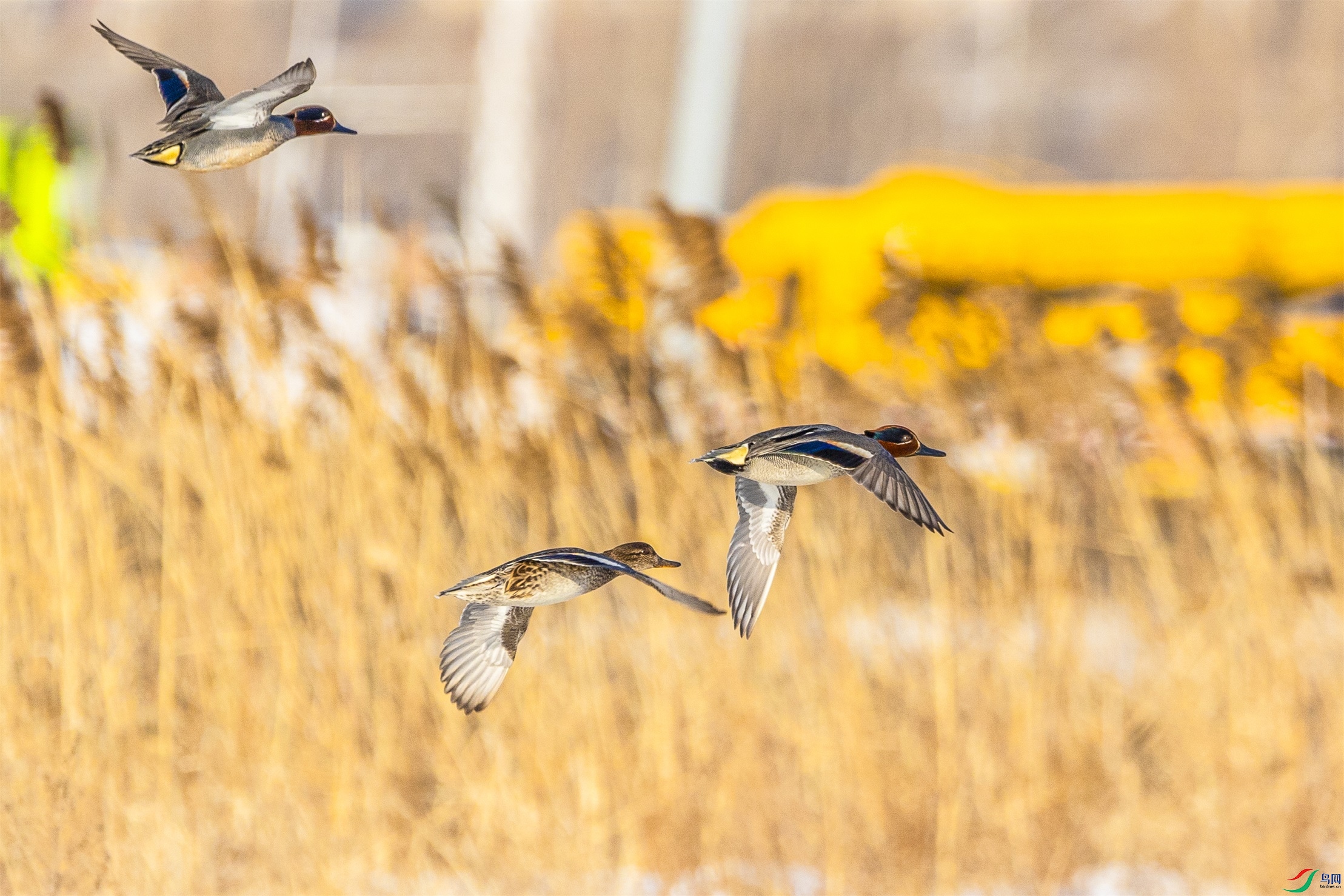 1K3A7499 ����1.jpg