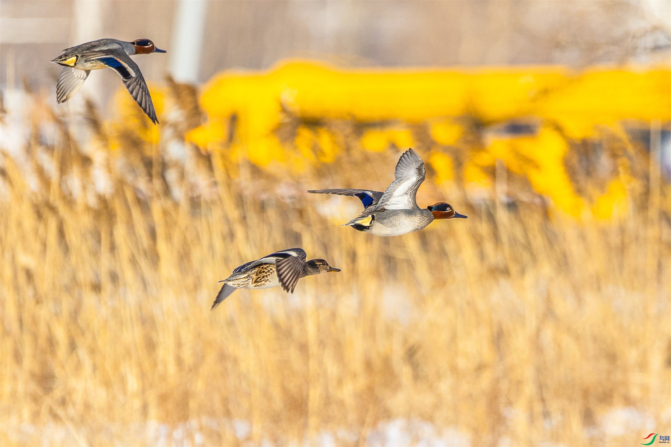 1K3A7500 ����1.jpg