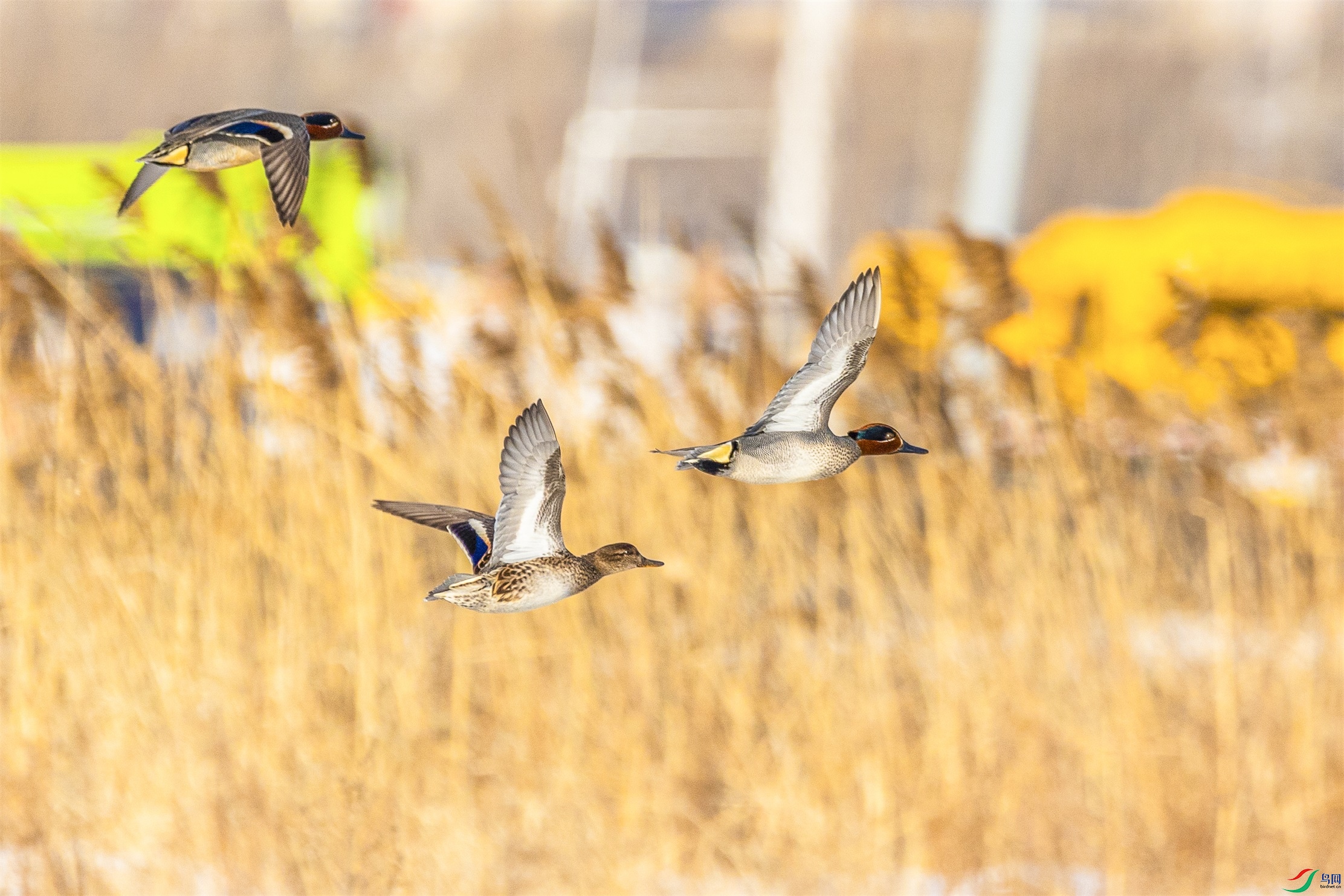 1K3A7498 ����1.jpg