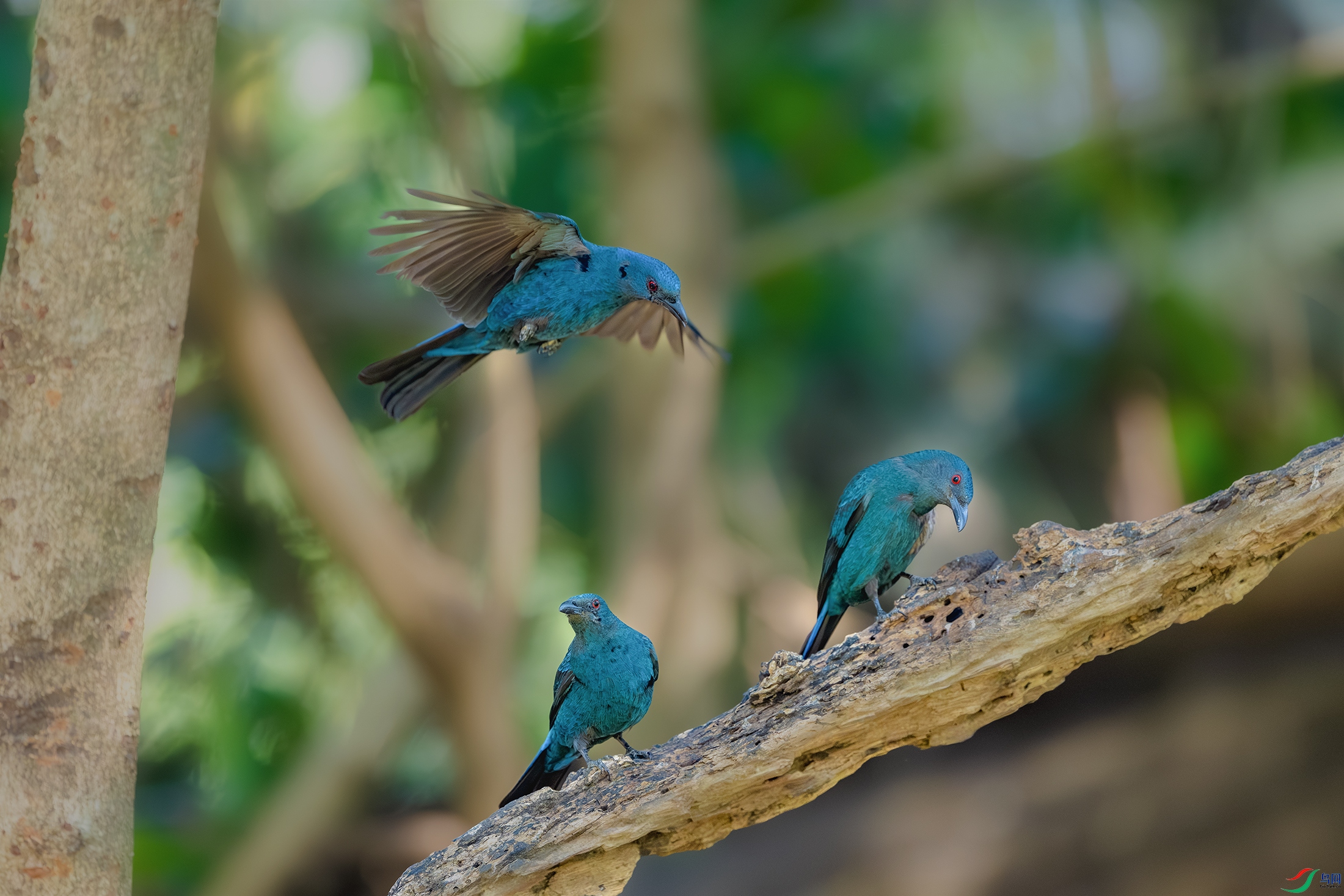 _DSC6476-����ǿ-NR ����.jpg