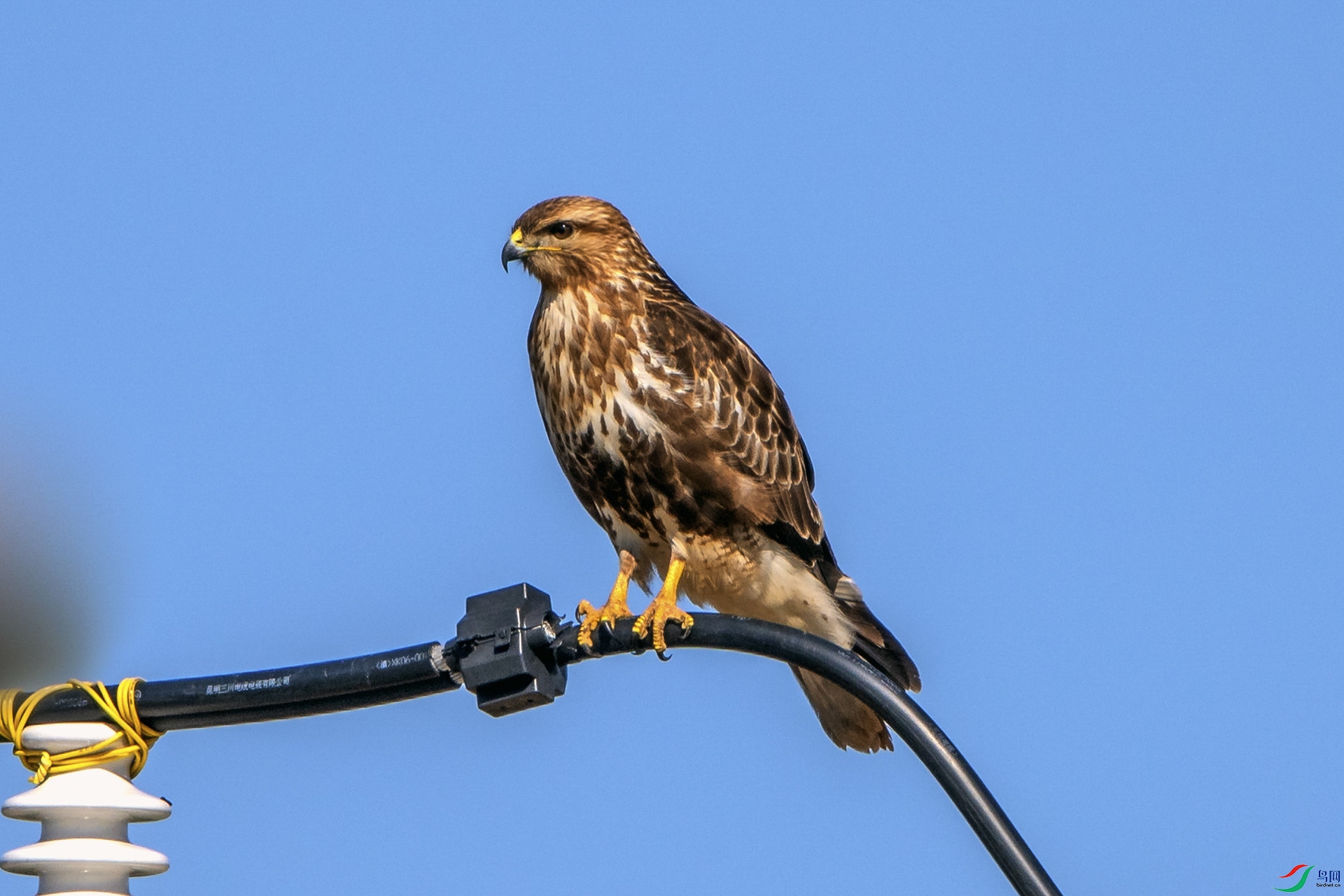 ��_AUU2973��ϲɽ��