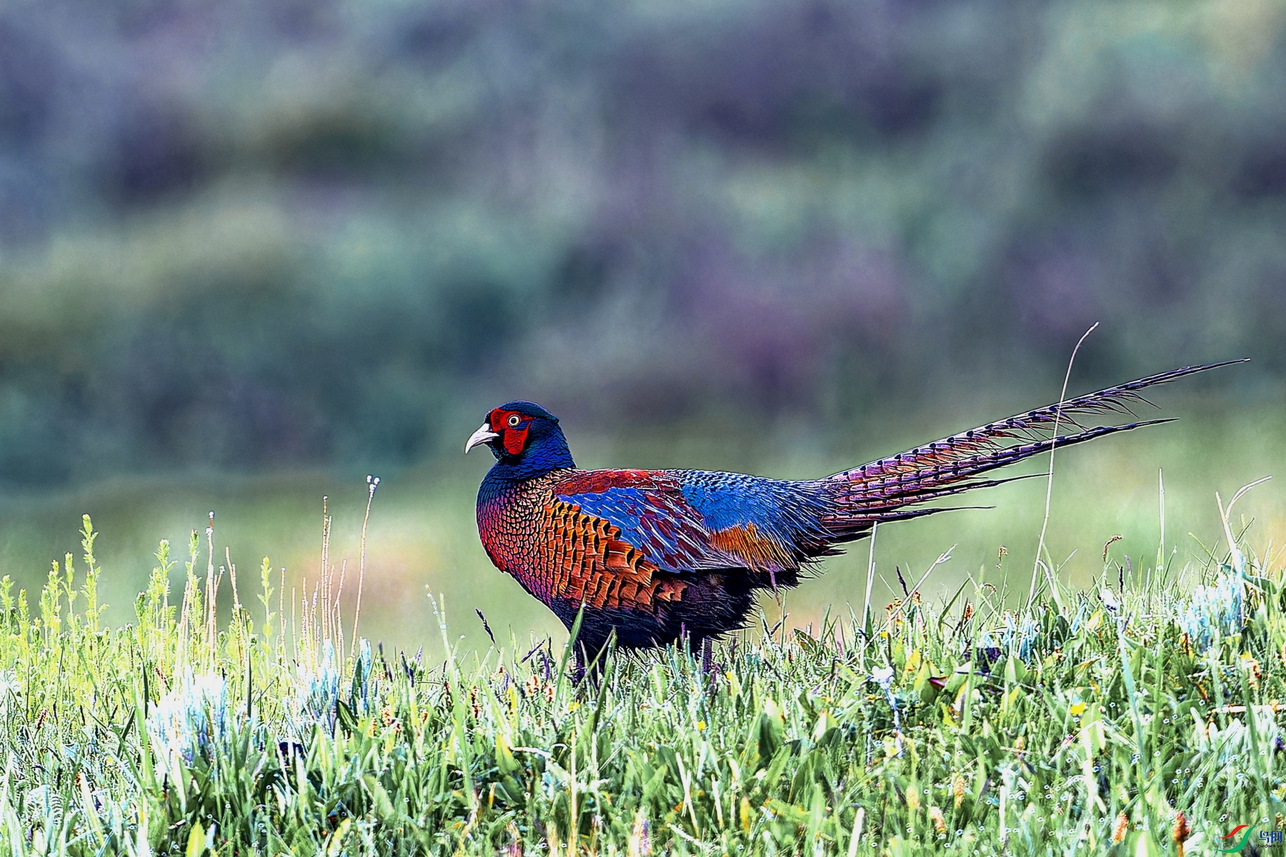 ���� (1)-1.jpg