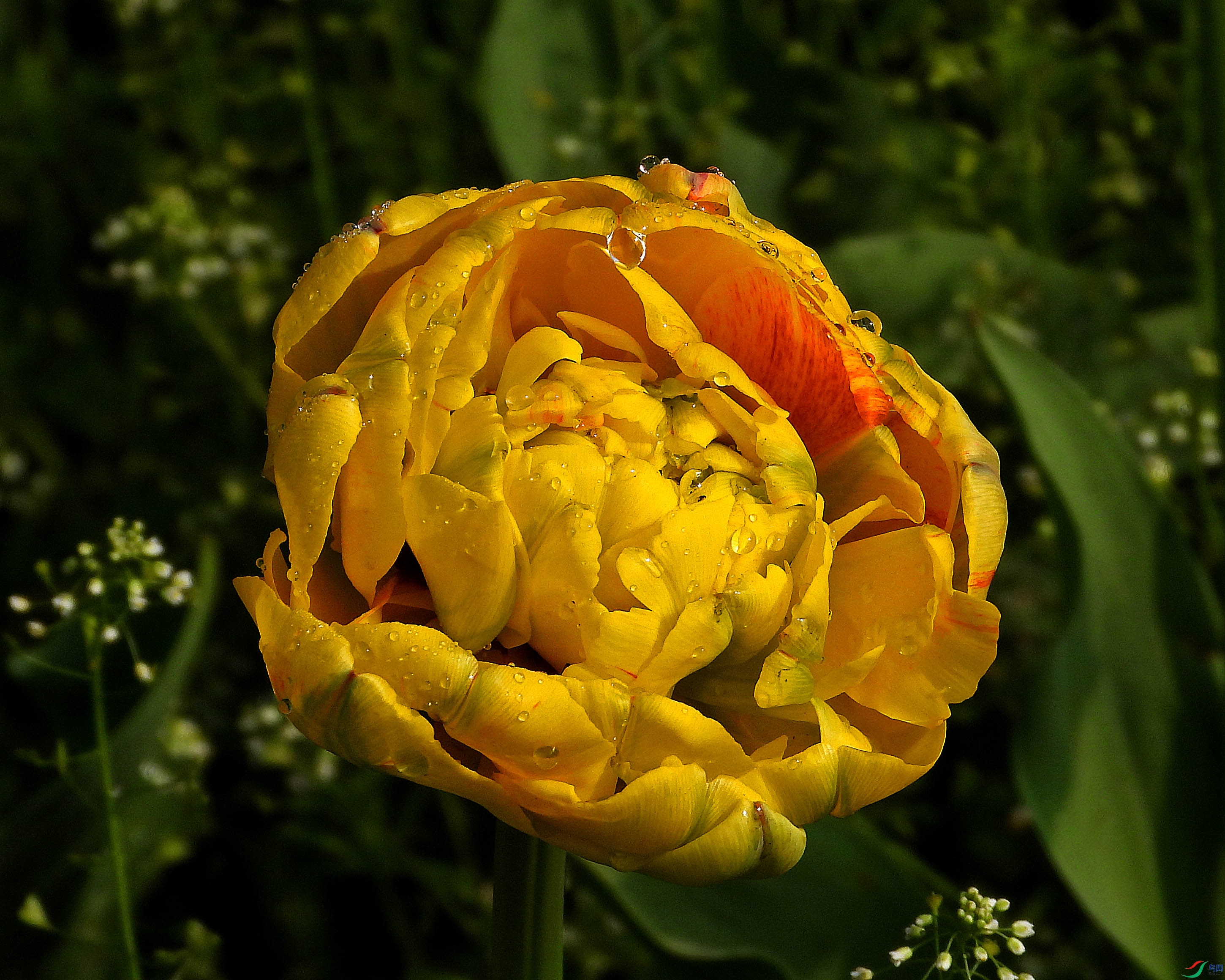 DSCN2739.JPG