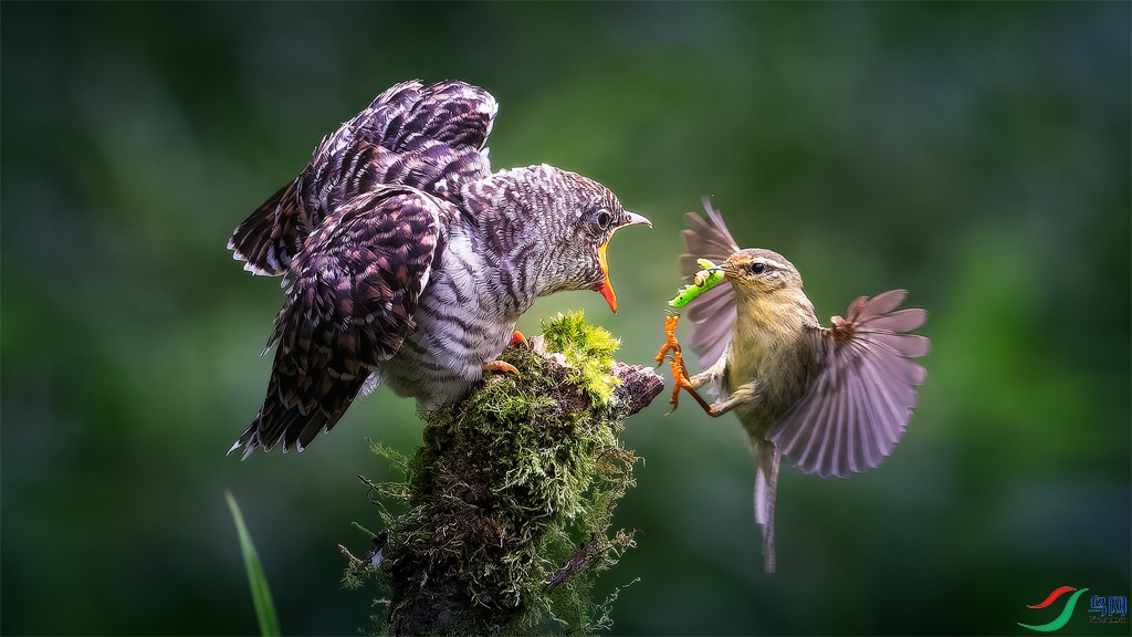 Willow warbler gives birth to young large cuckoo.jpg