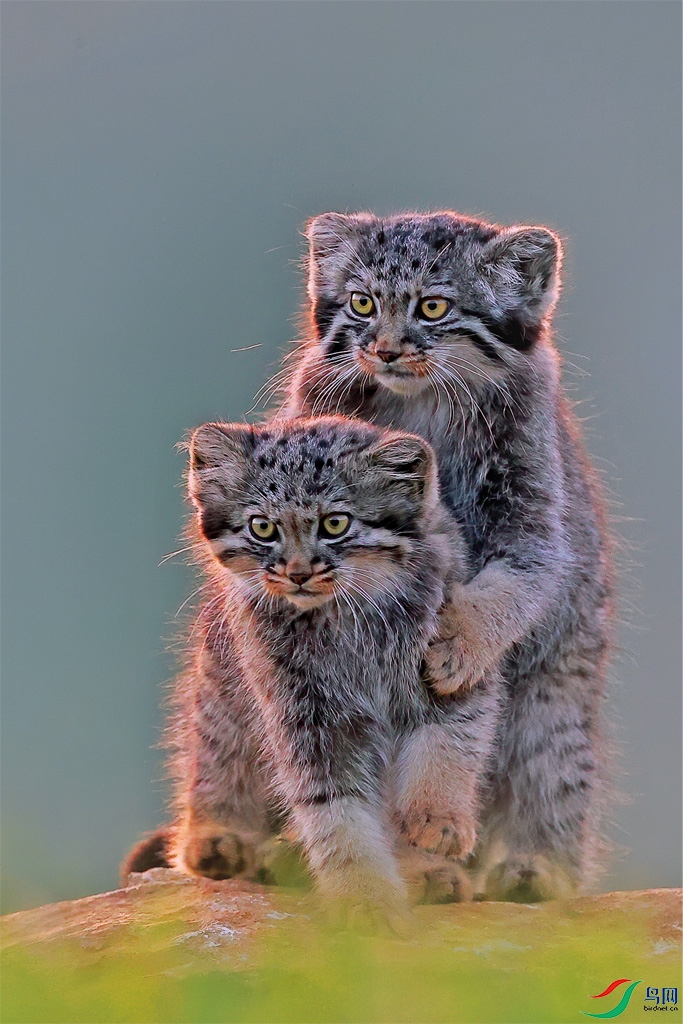 Two brothers.jpg