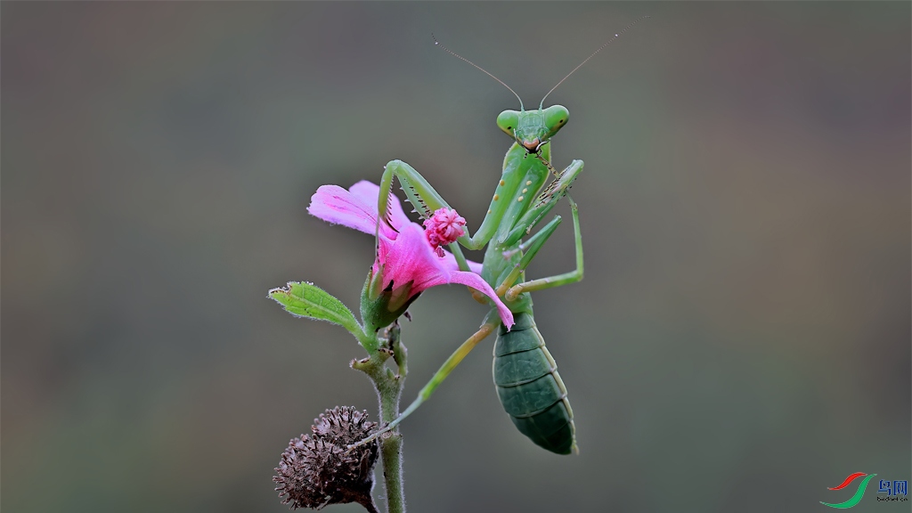mantis.jpg