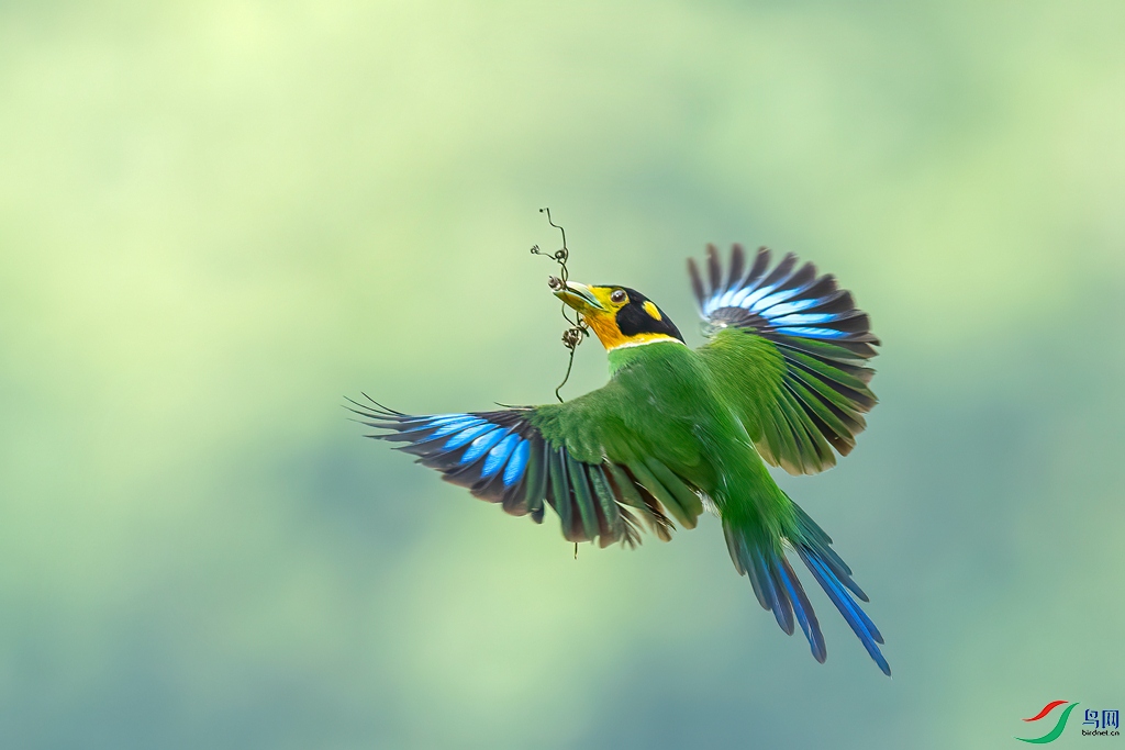 long-tailed broadbill.jpg