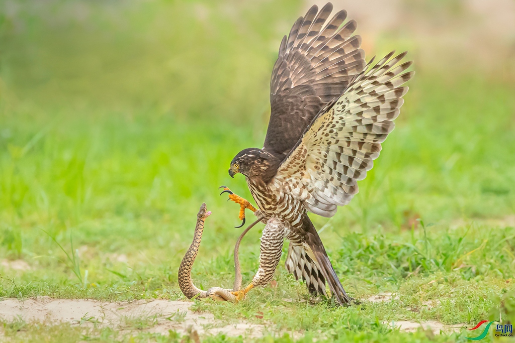 The War of the eagle and the Serpent.jpg