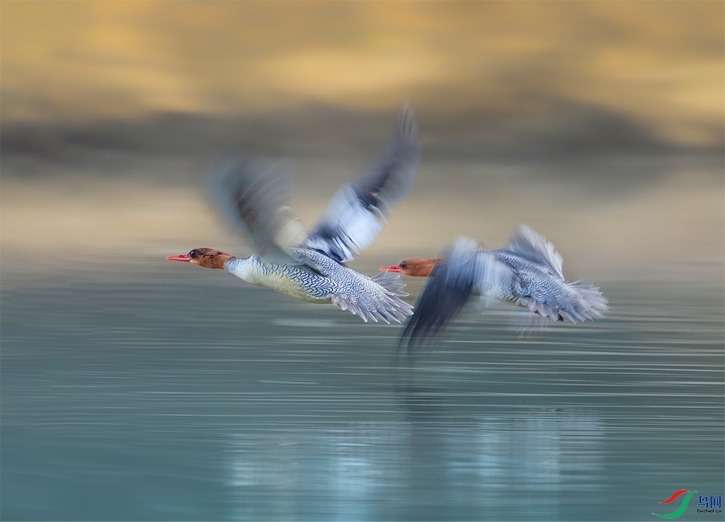 Fly slowly.jpg