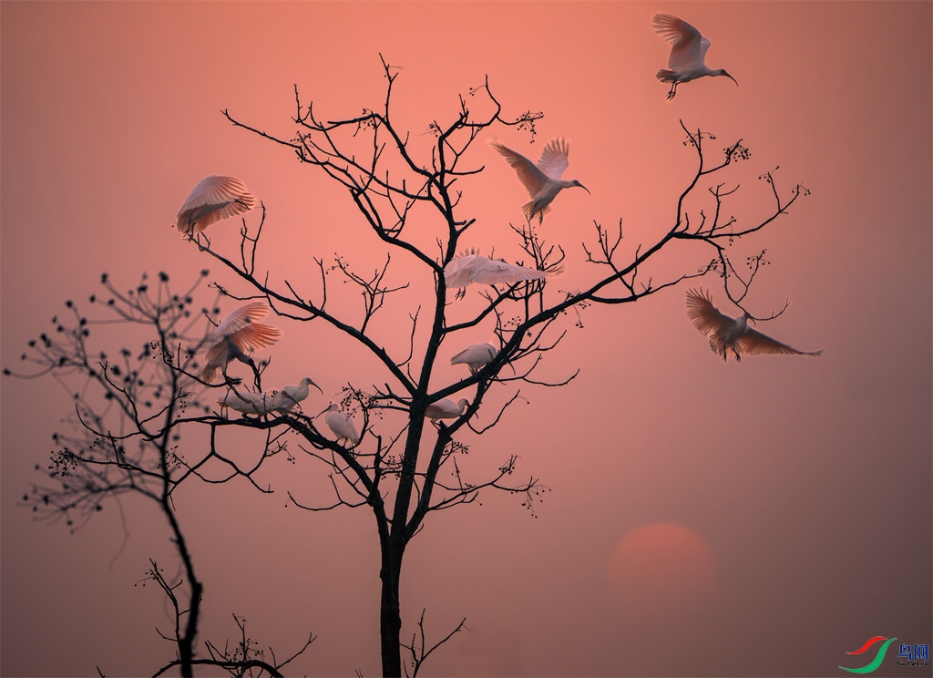 Image of an ibis.jpg