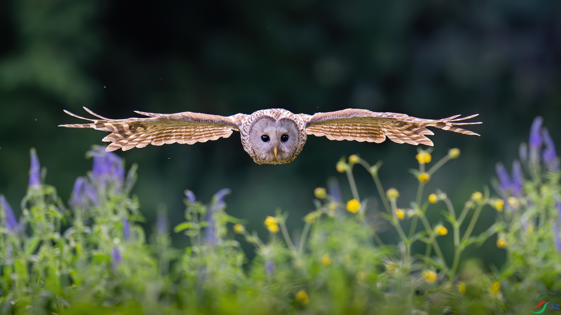 The Shadow of the Owl.jpg