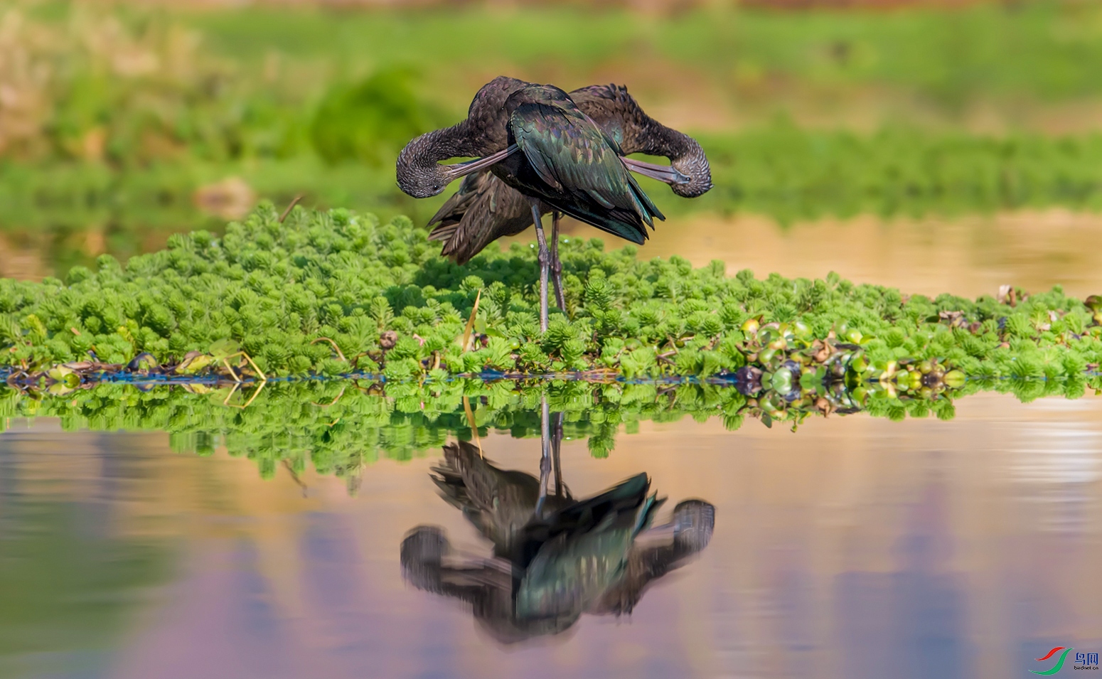 DSC_0751C1.jpg