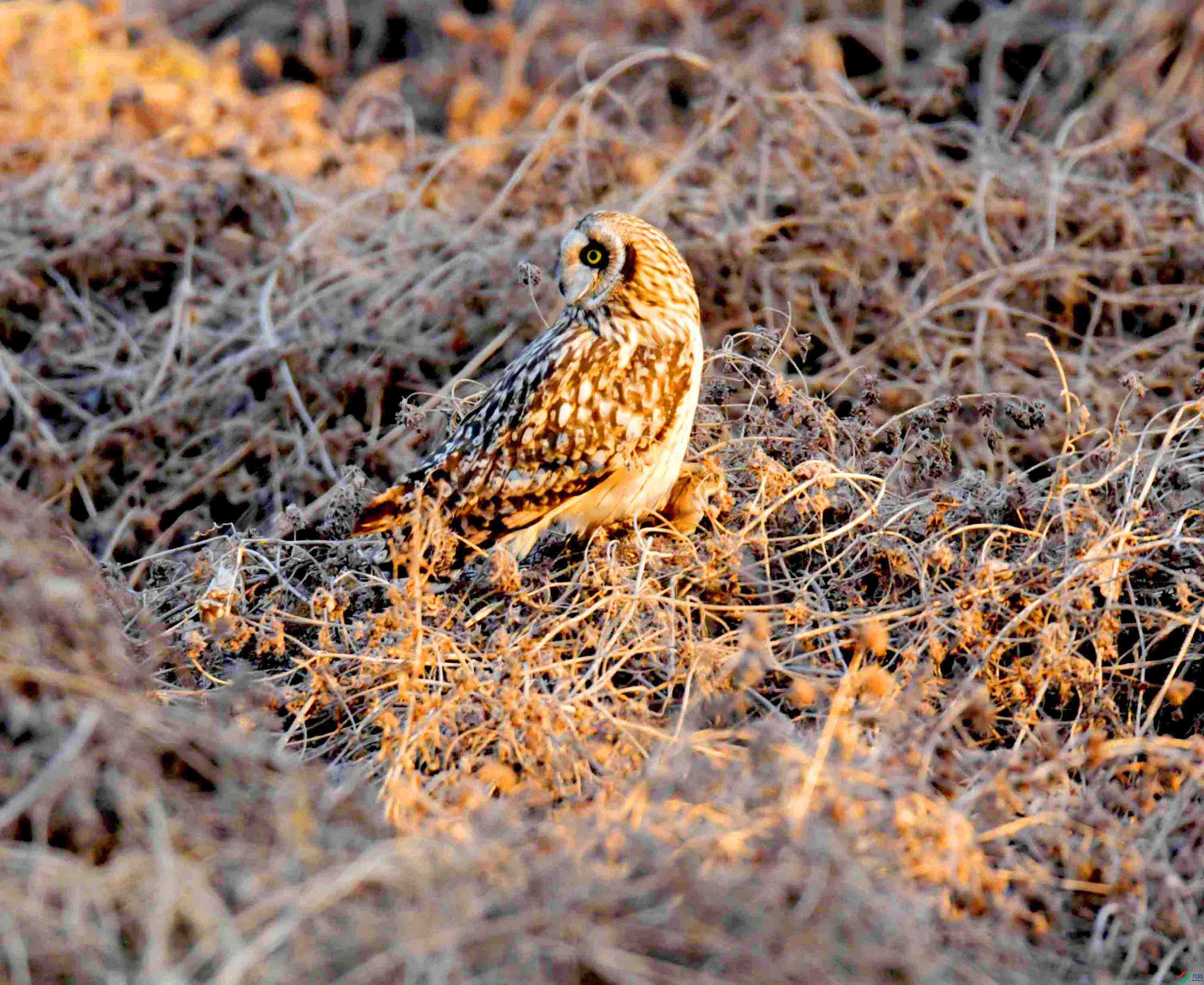 DSC_0922.JPG