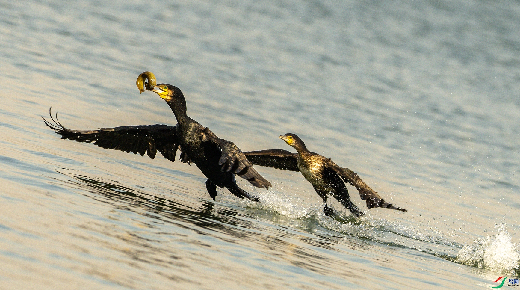 1050 ����.jpg