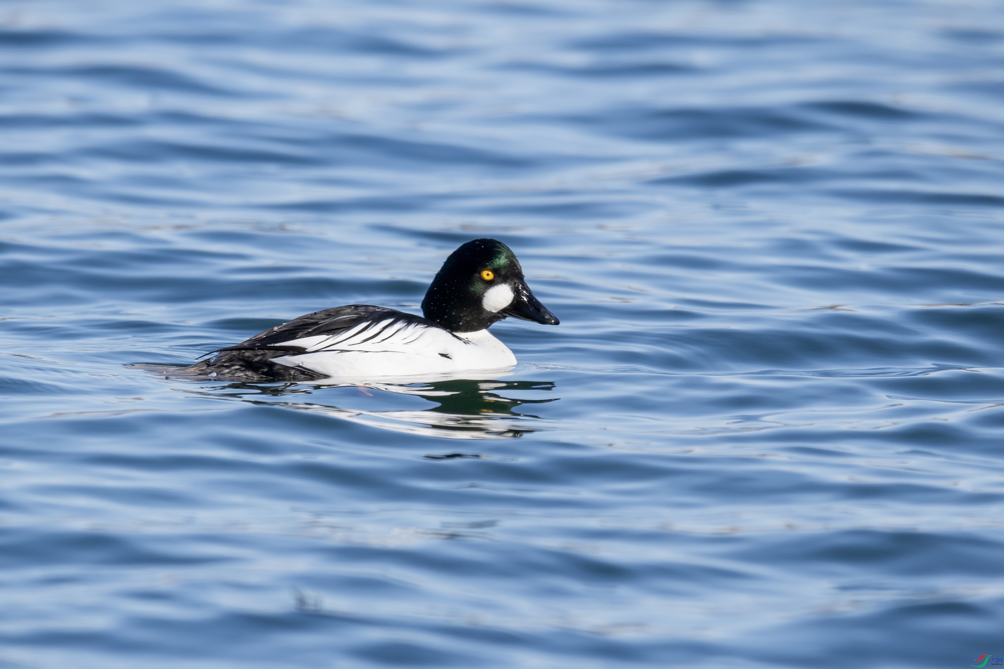 DSC_1130 ����.jpg