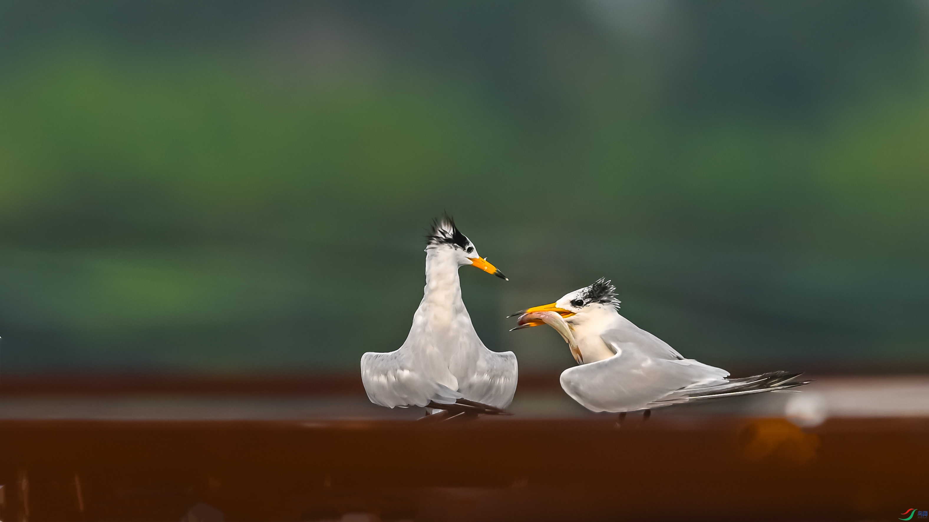 1957 ����.jpg