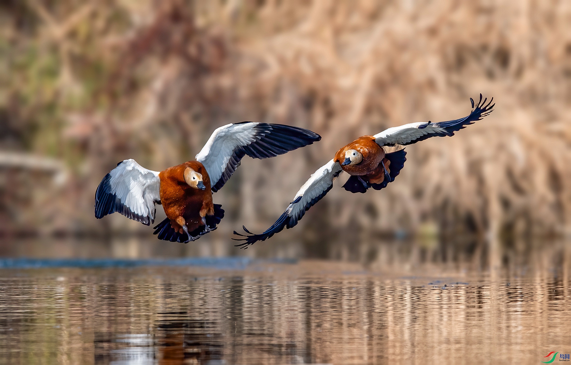 DSC_9692 ����_����.jpg