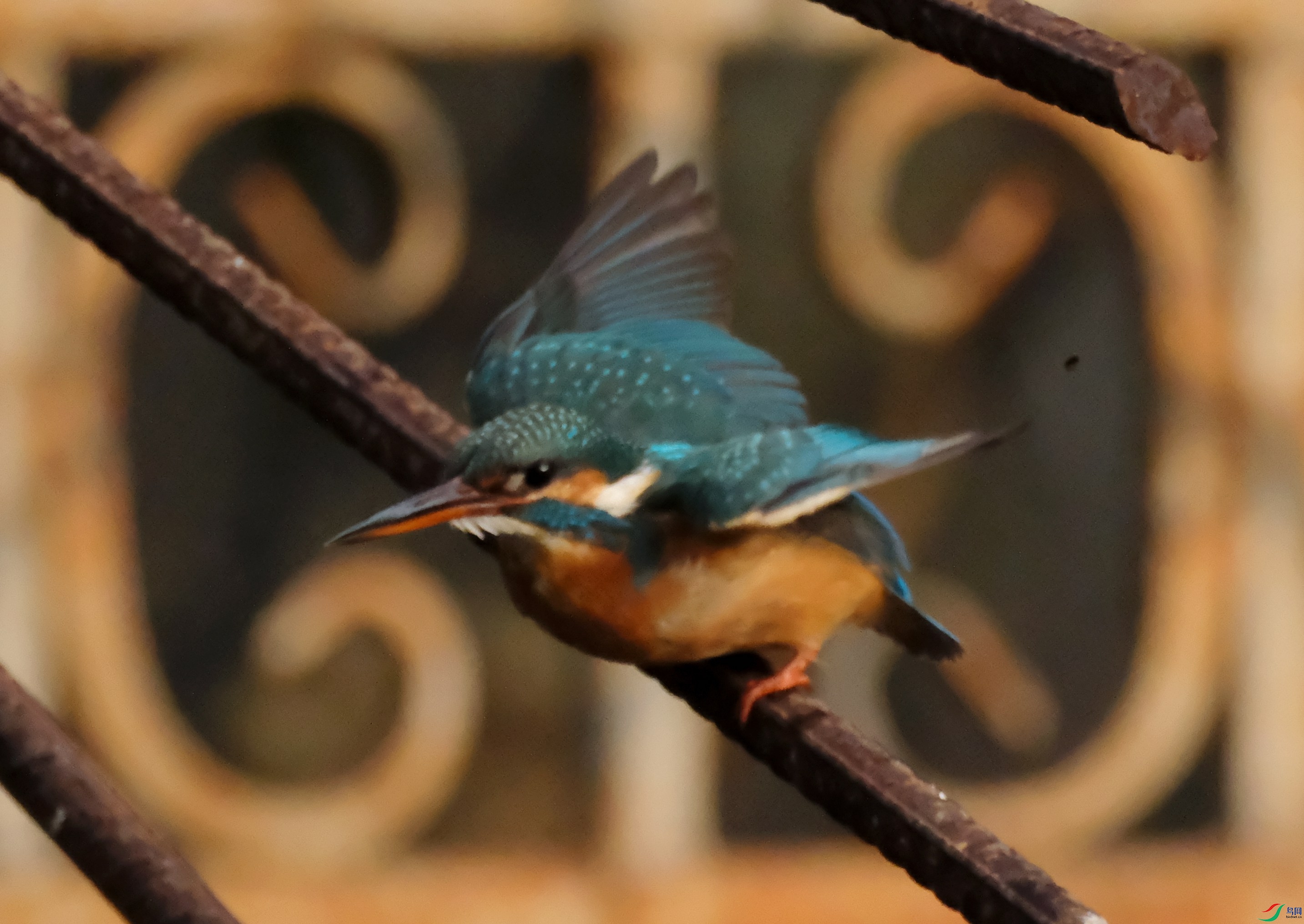 DSCF3289_����.jpg