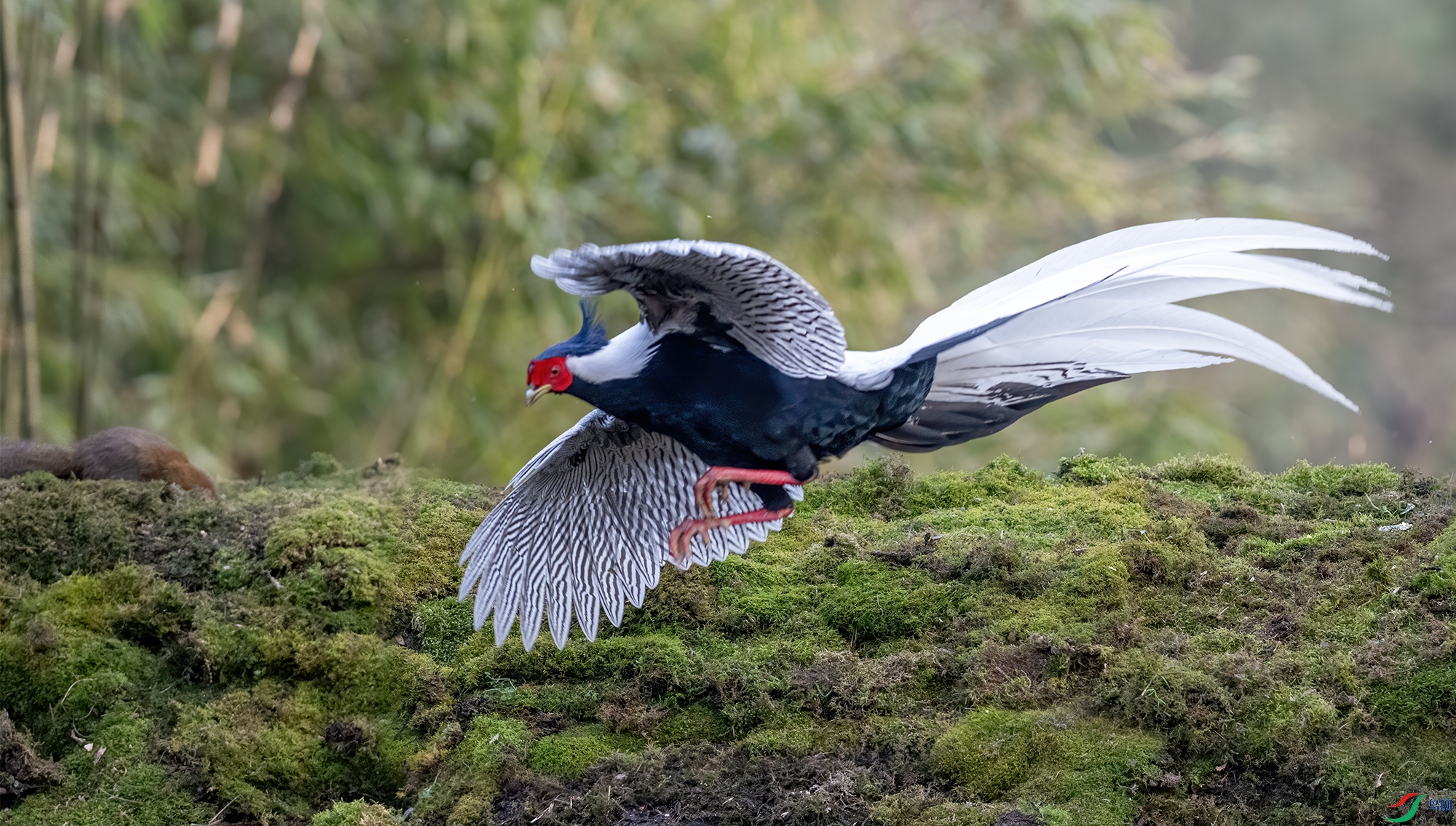DSC_1117-11.jpg