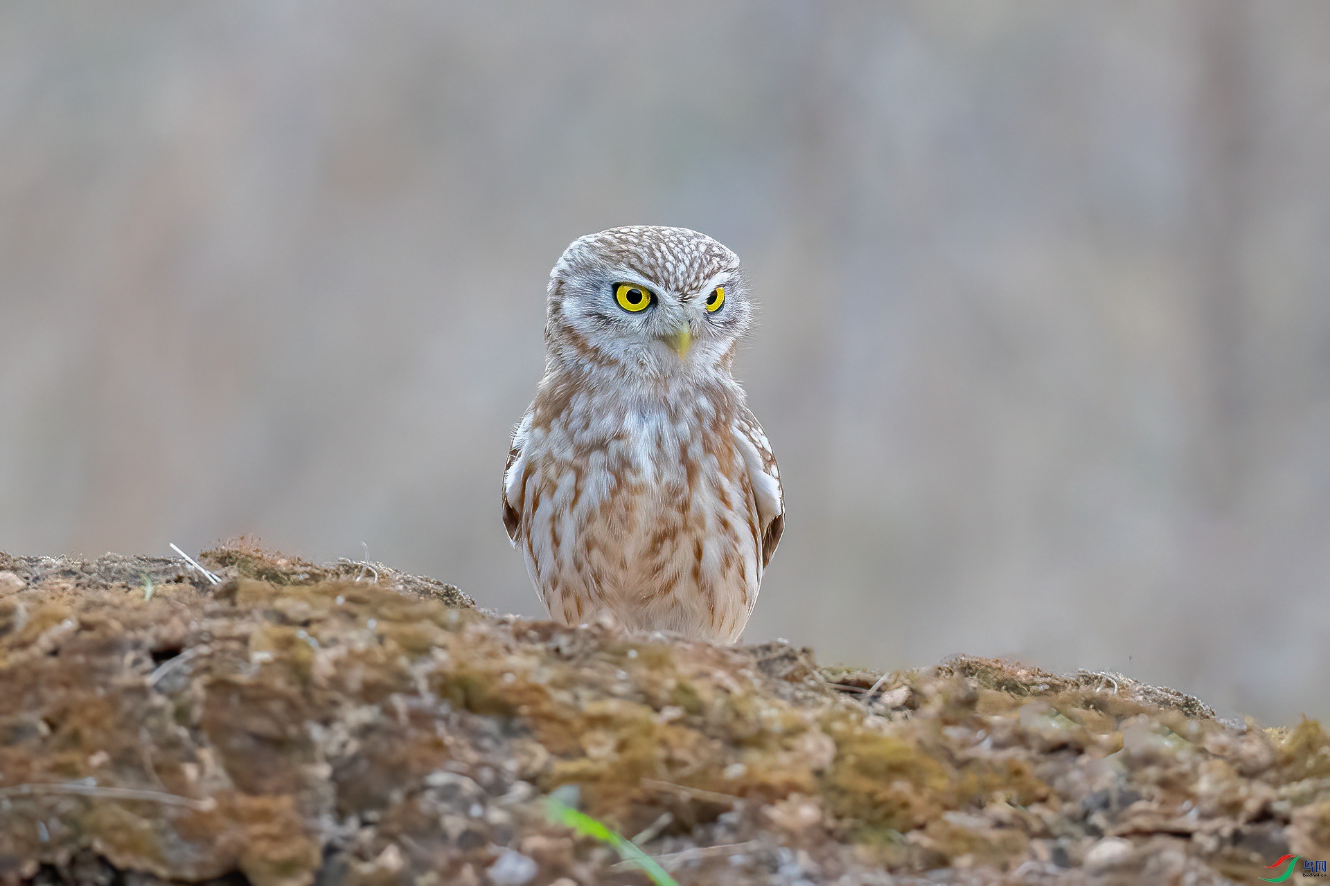 DSC_0643.jpg
