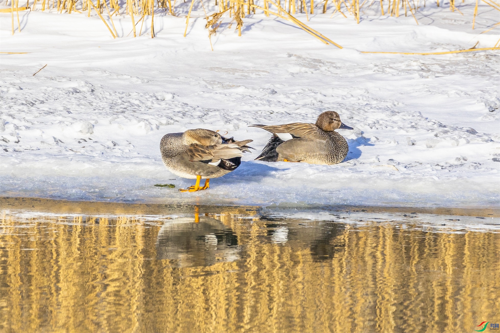 1K3A7484 ����1.jpg