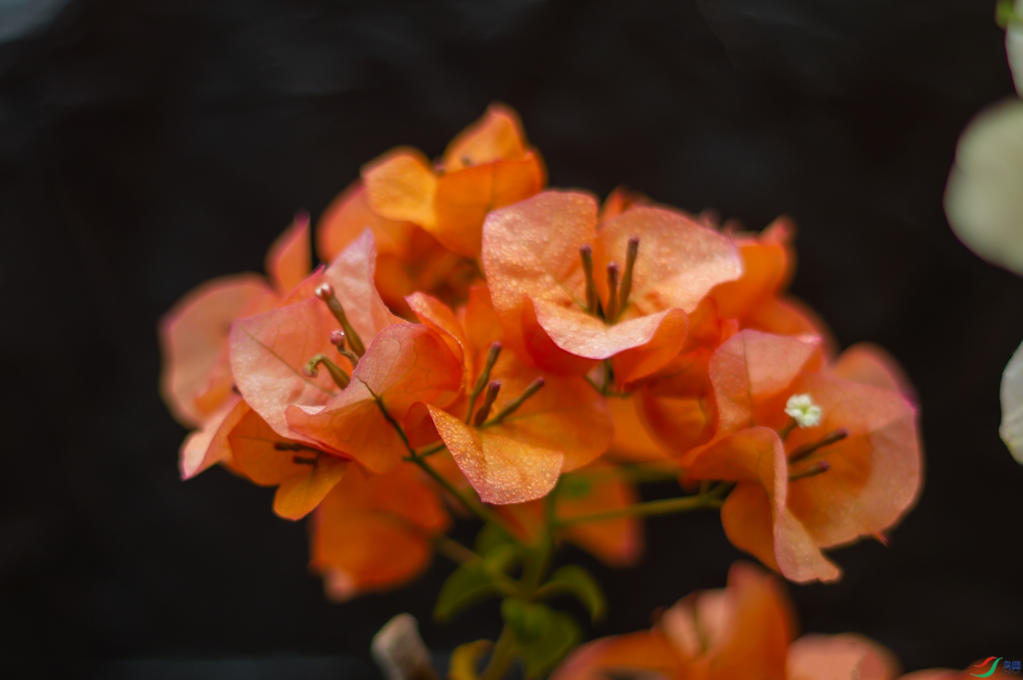 L1000820.jpg