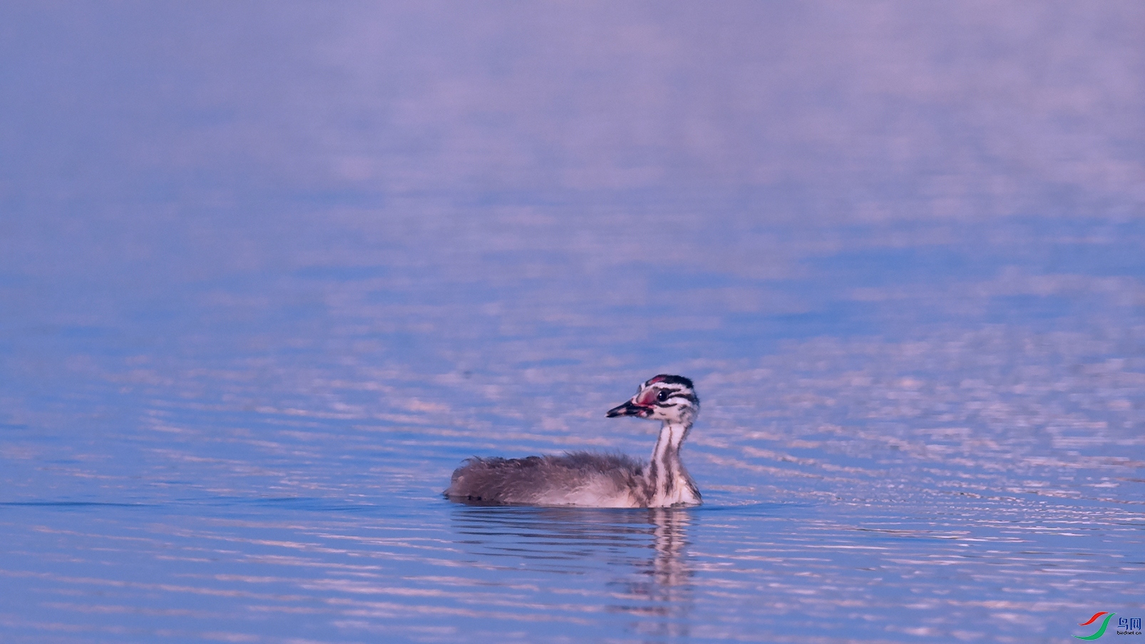 DSC_9657_DxOa.jpg