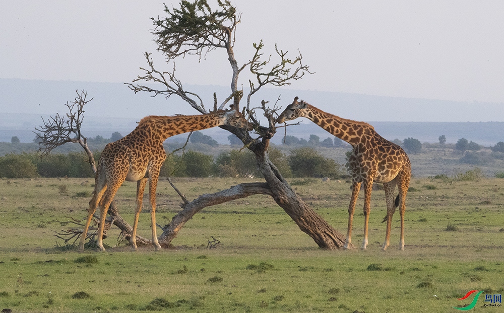 ����¹ (19).jpg