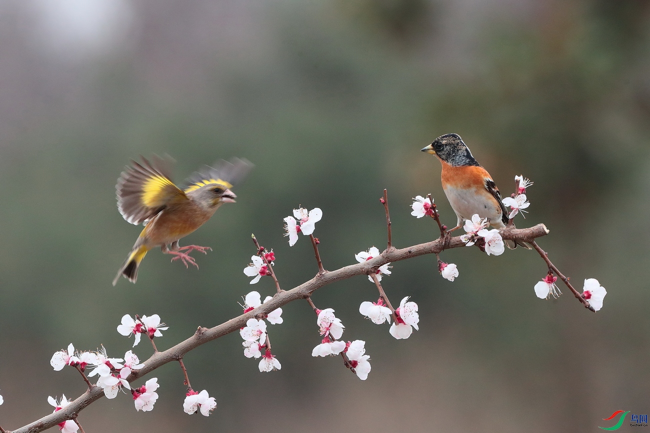 ��������00001-YZND6679 - ���� - ���� (2).JPG