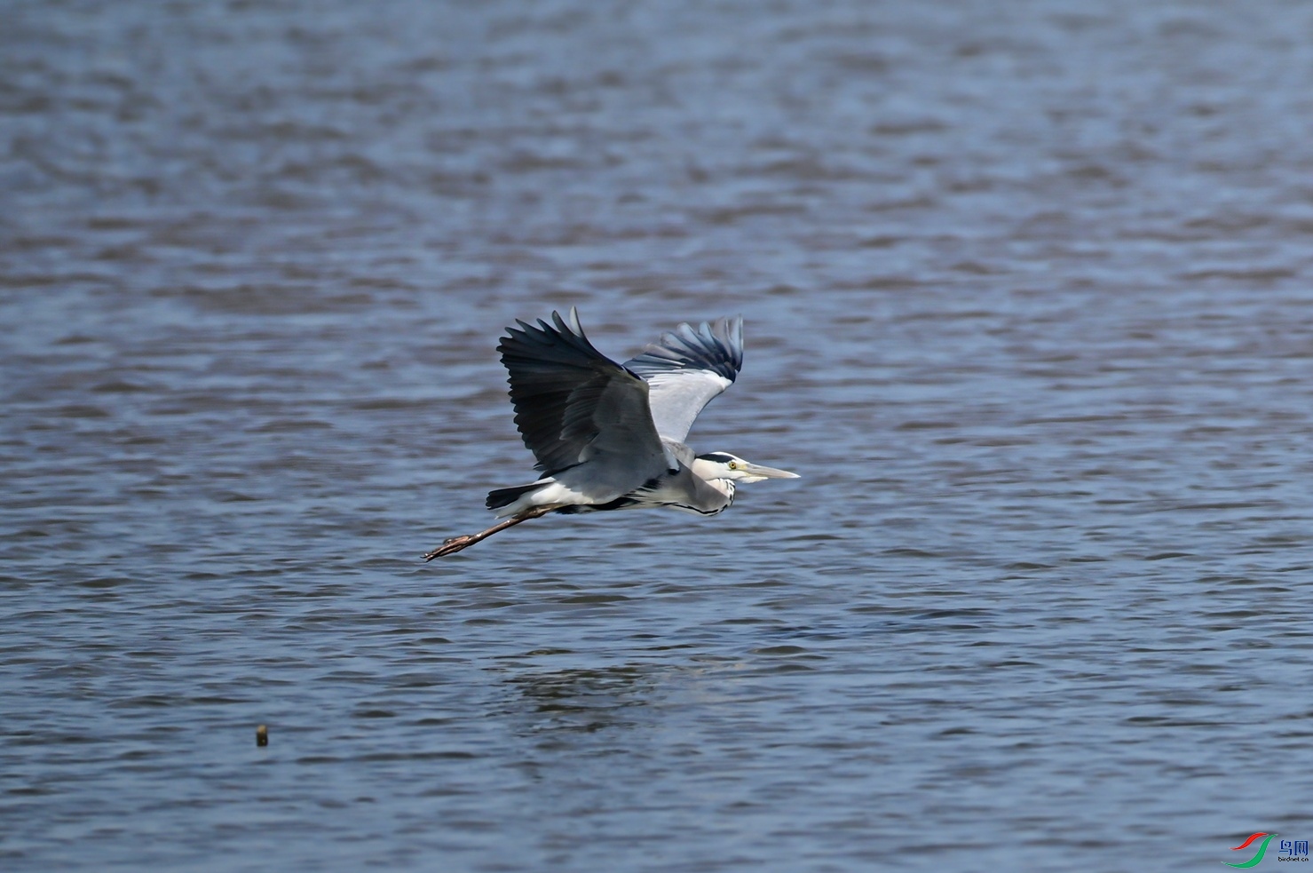 _DSC9509f.jpg