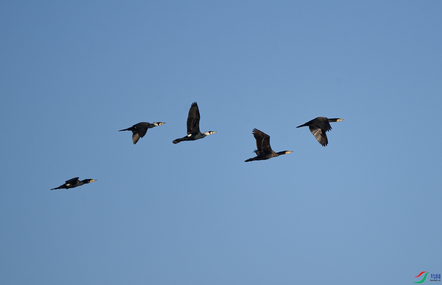DSC_3962 f.jpg