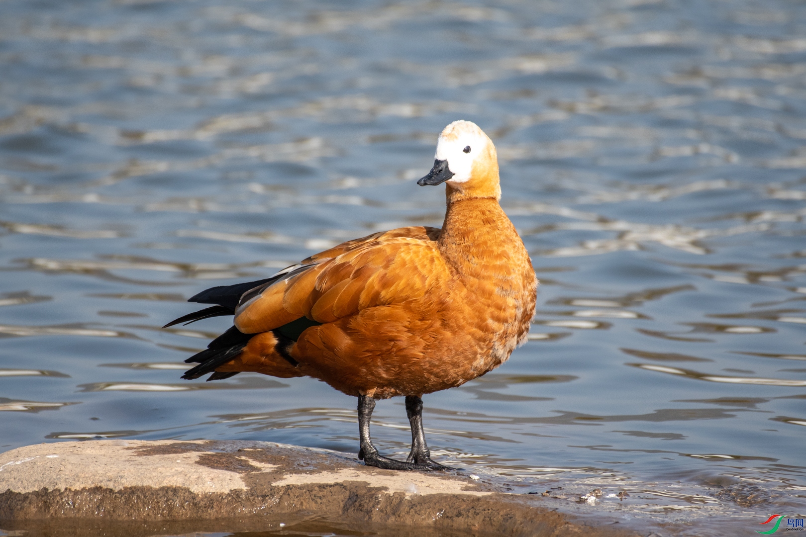 DSC_6595.jpg