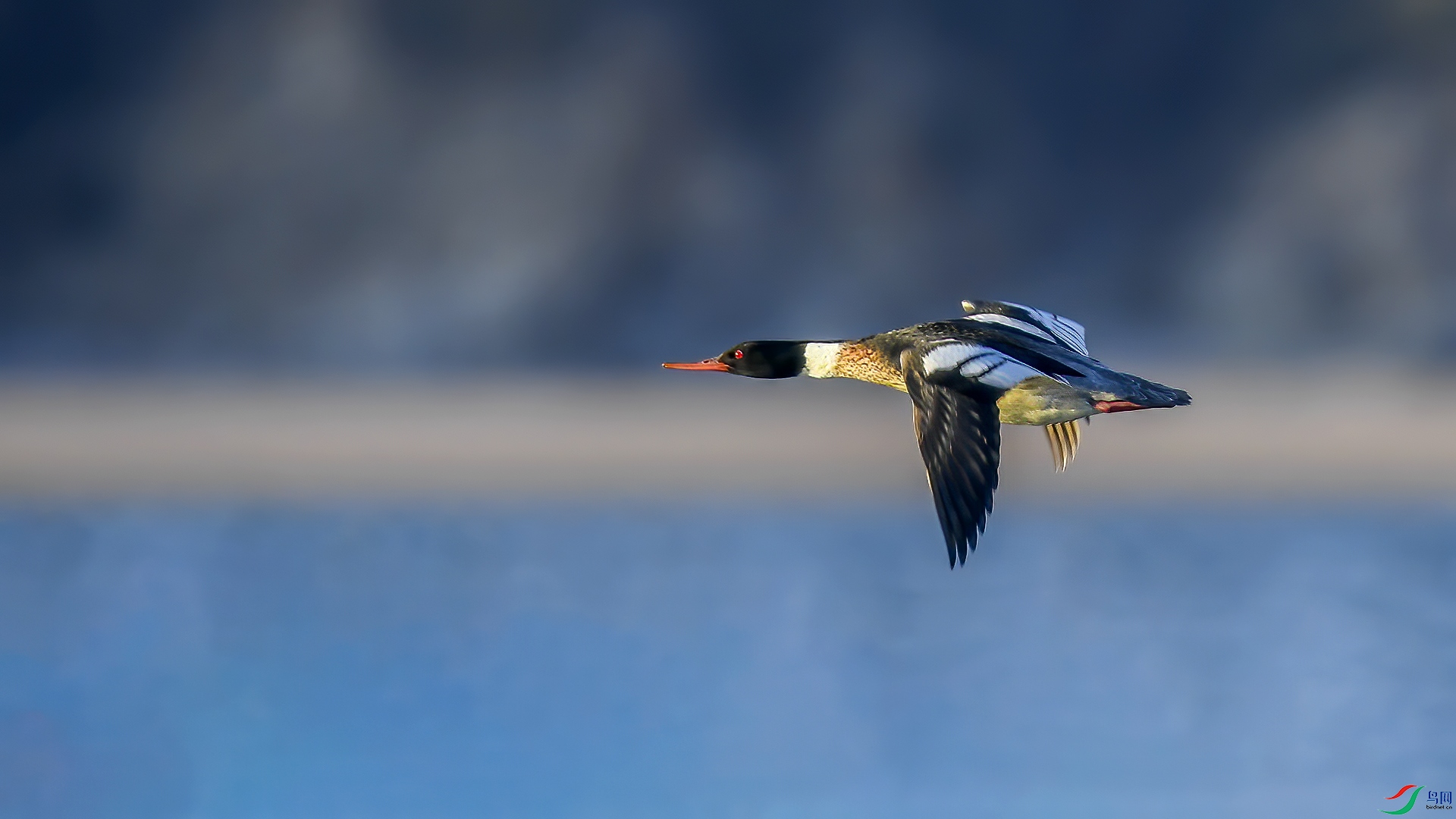 DSC_98mm40.jpg
