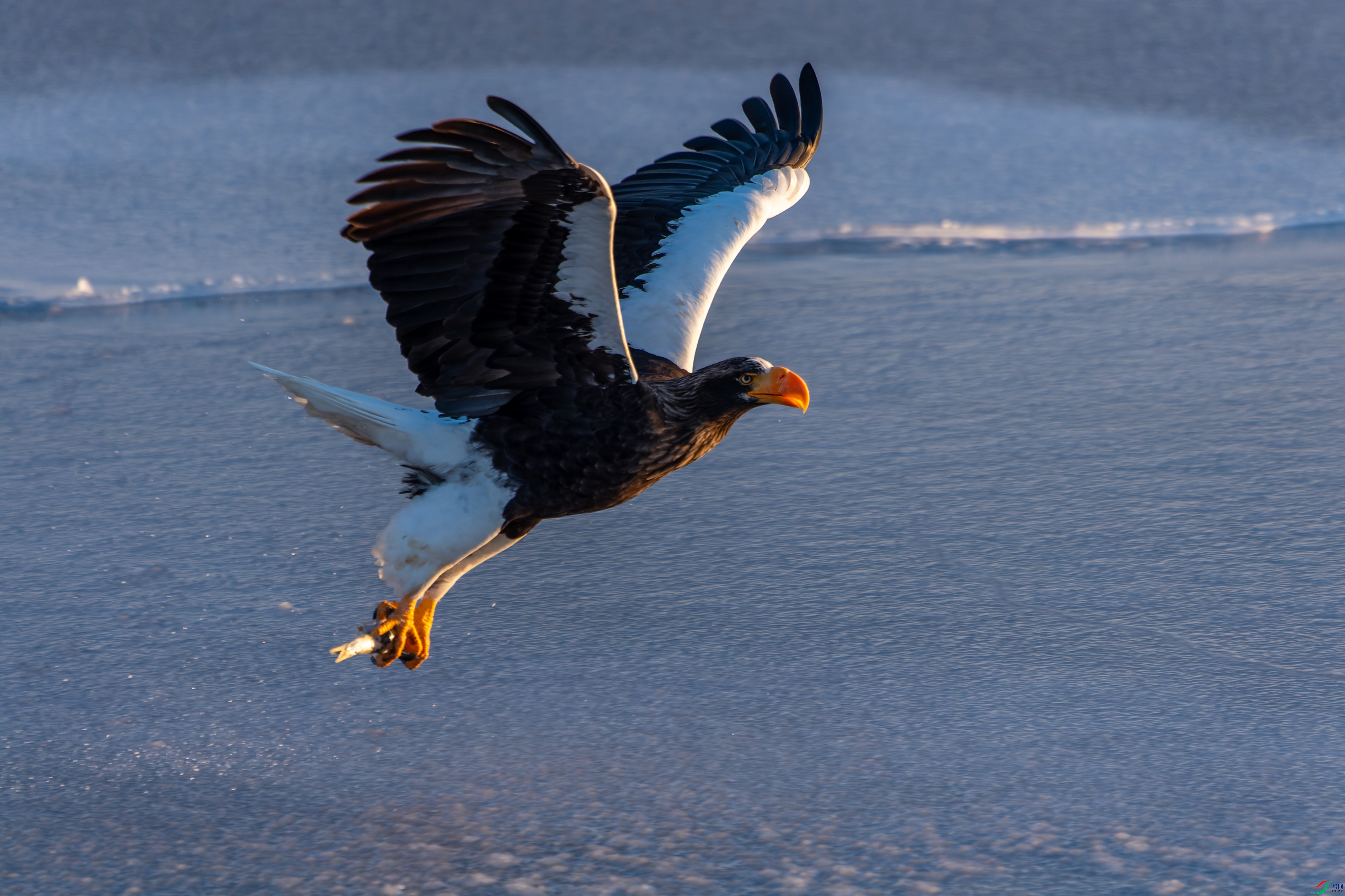 DSC_7074.jpg