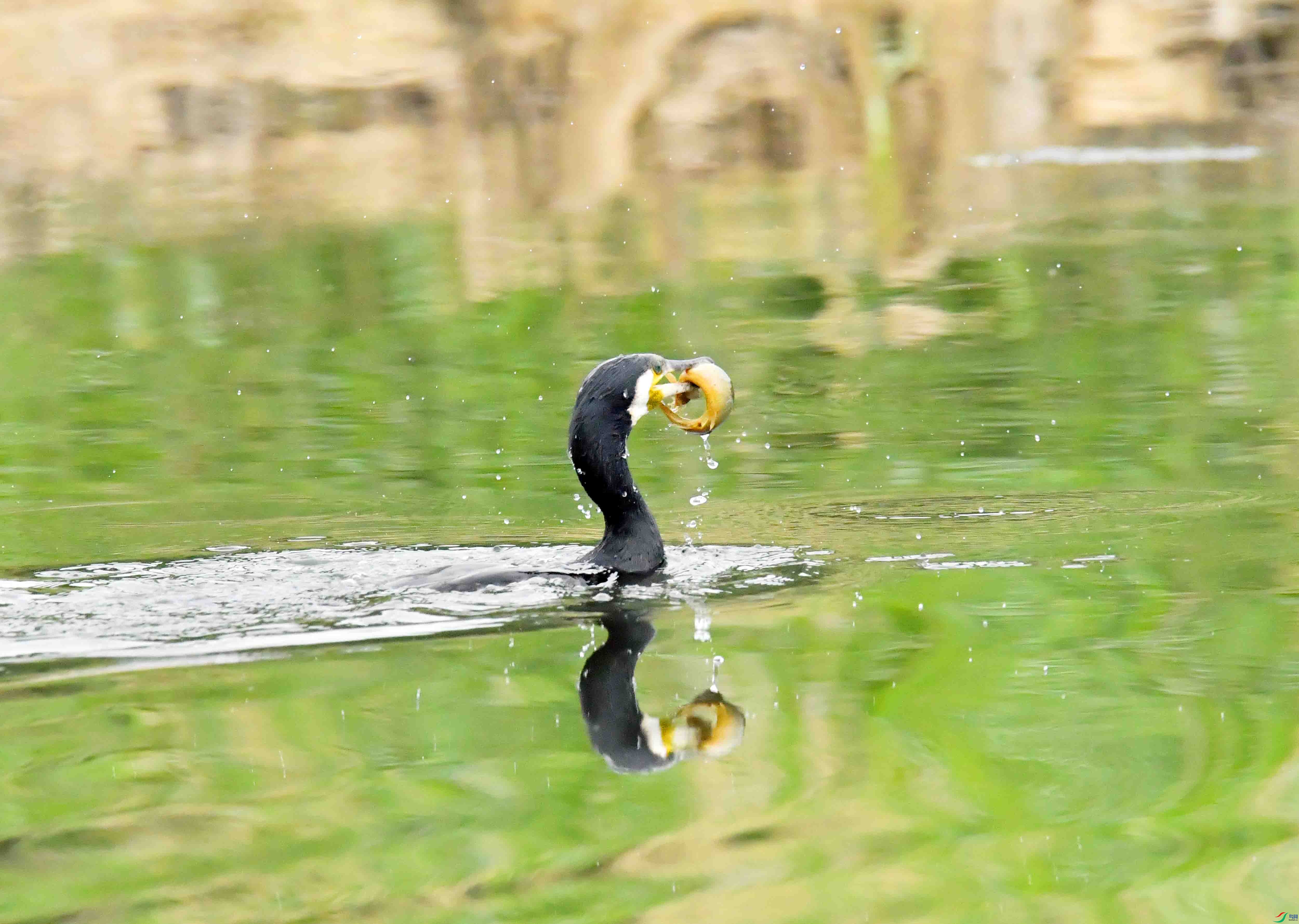 DSC_9868.JPG