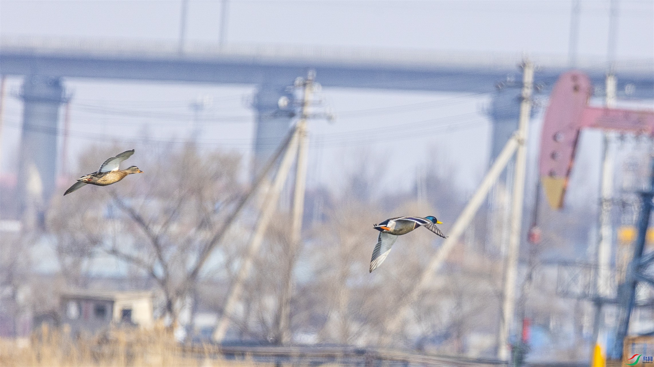 1K3A8598 ����1.jpg