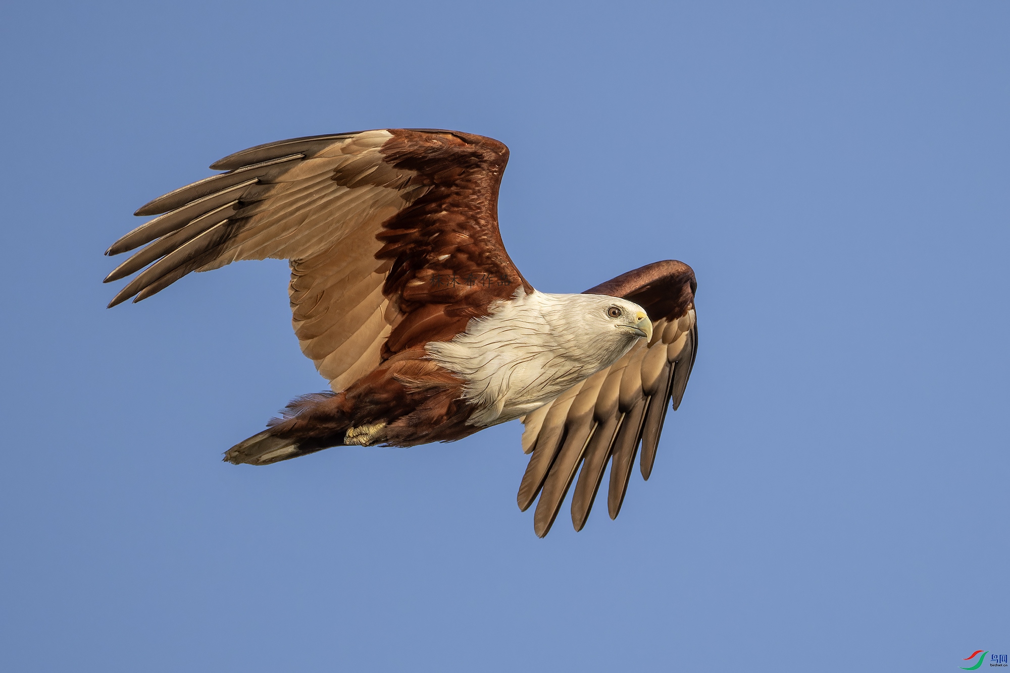 _97A9963-CR3 copy.jpg