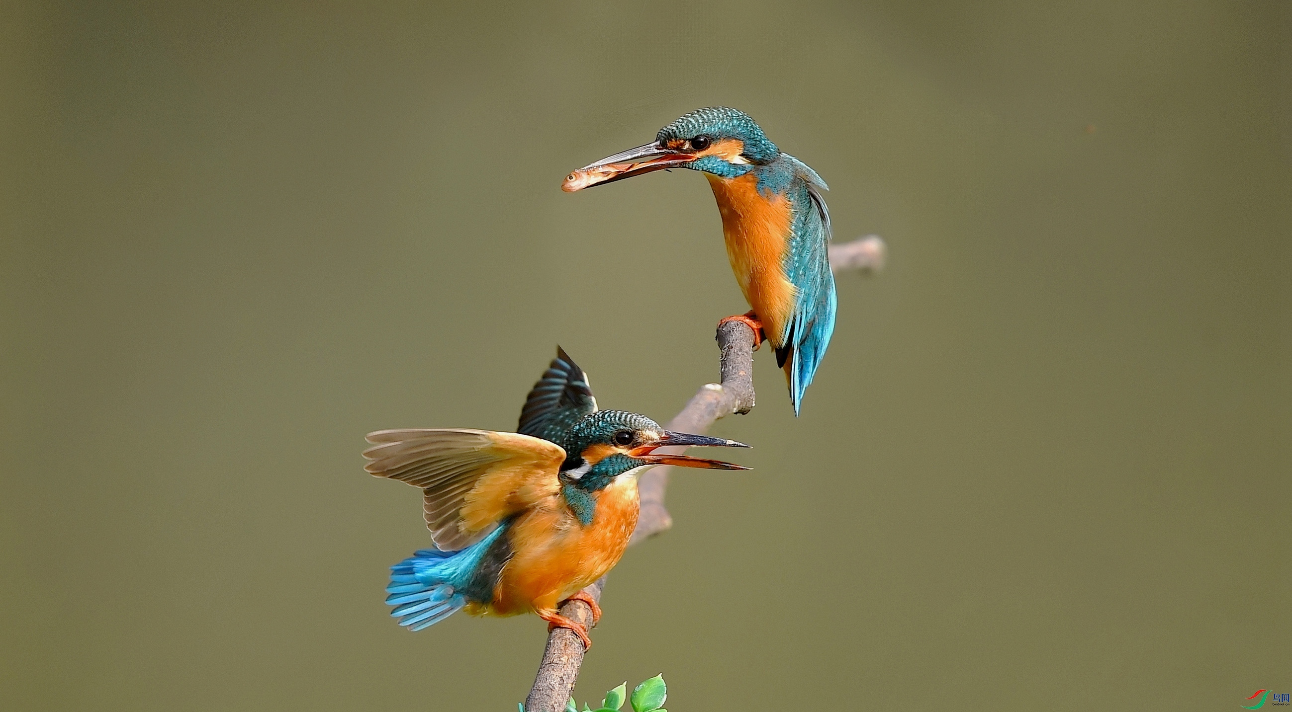 DSC_6542-1.jpg