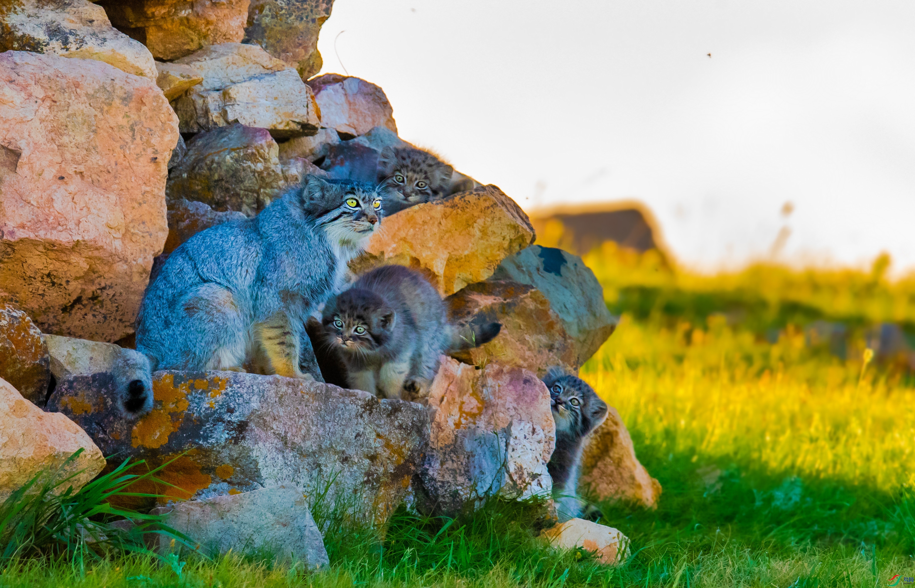 DSC_7263-1.jpg