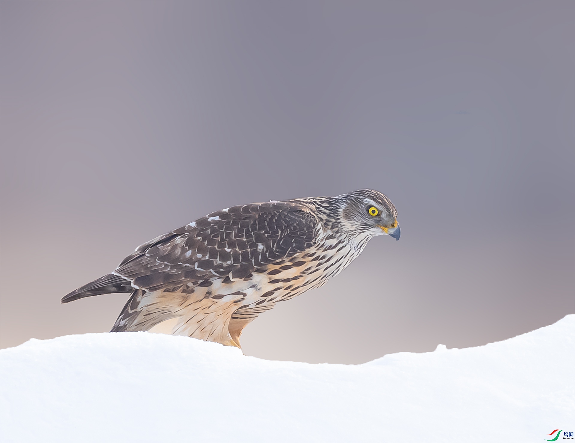 019A0802 ����.jpg