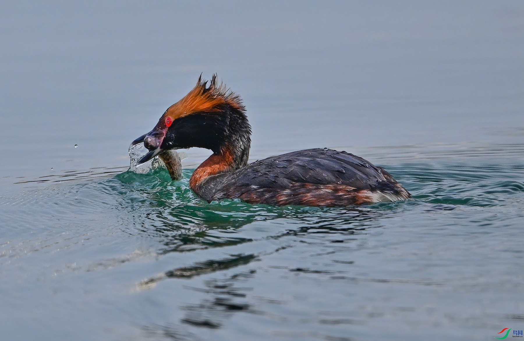 DSC_2365-DeNoiseAI-severe-noise (1)_����.jpg