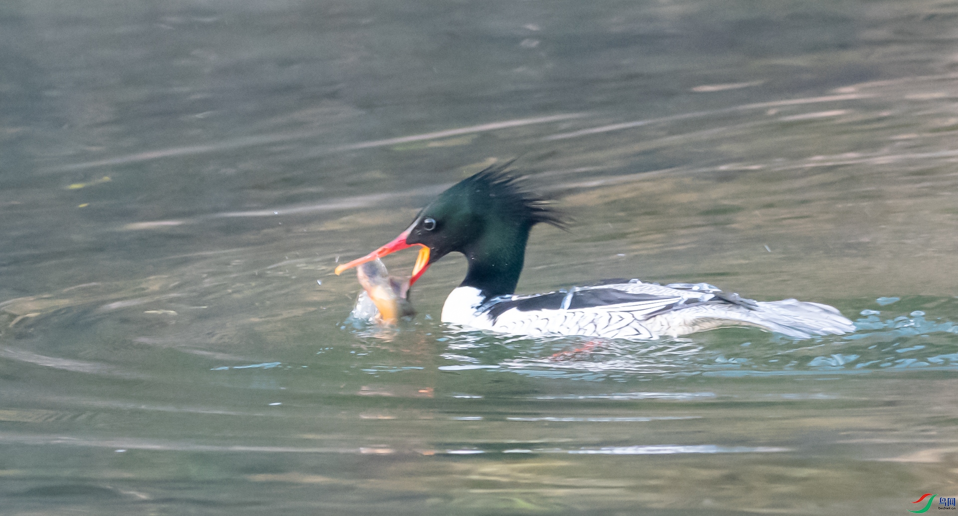 DSC_2171.jpg