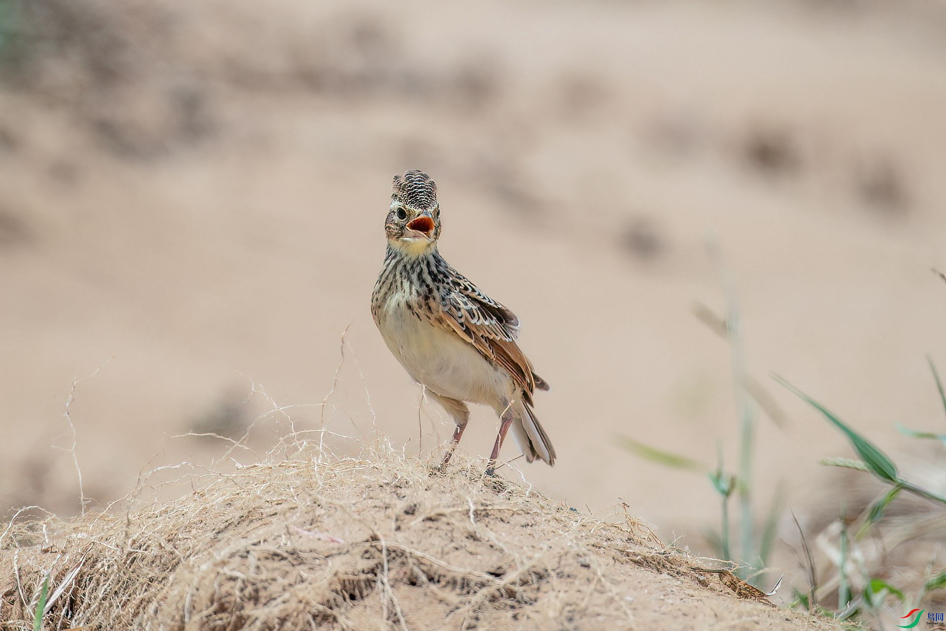 DSC_3221.jpg