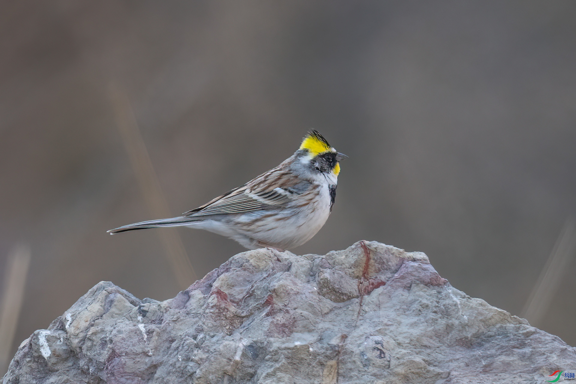 DSC_0038.jpg