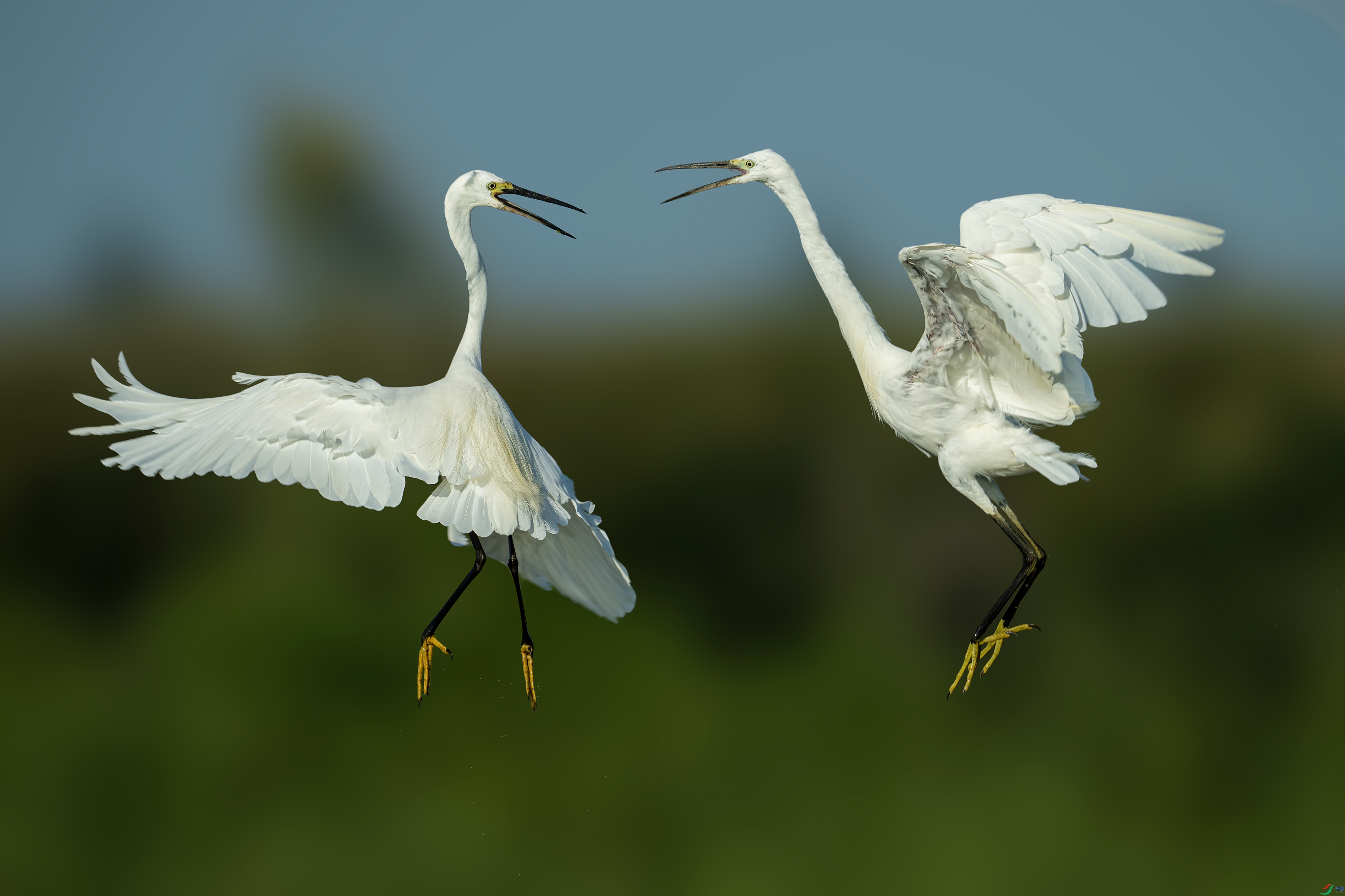 DSC08122 ����.jpeg