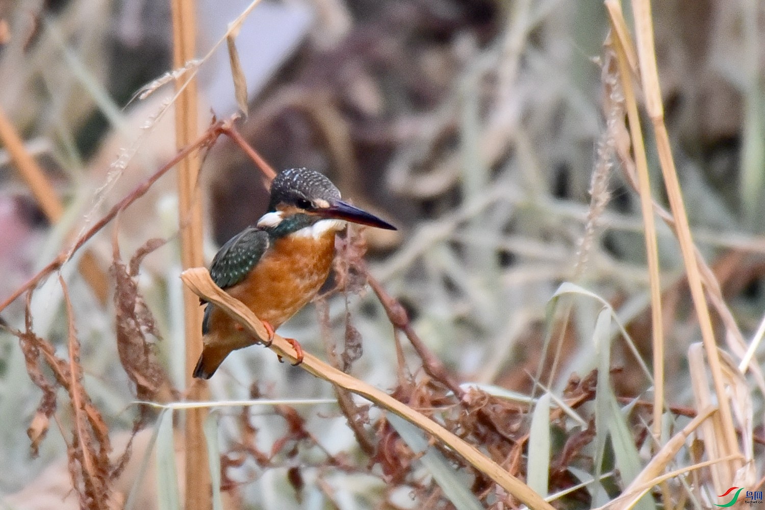 DSC_0039.JPG