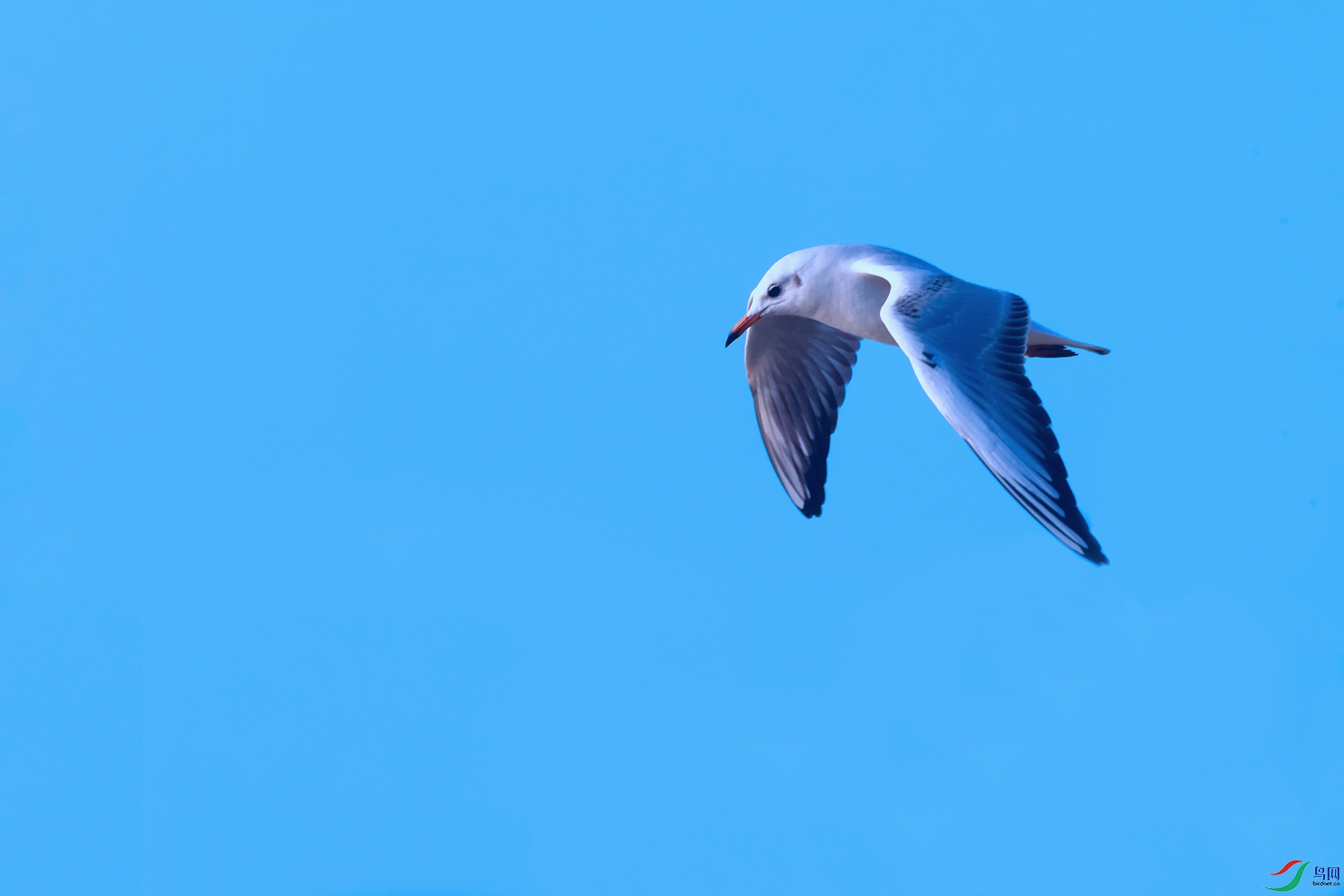 1DSC_3843_DxOa.jpg
