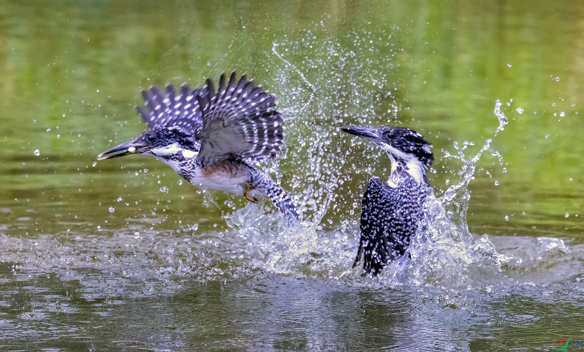 407A2220 ����-Sh----1  .jpg